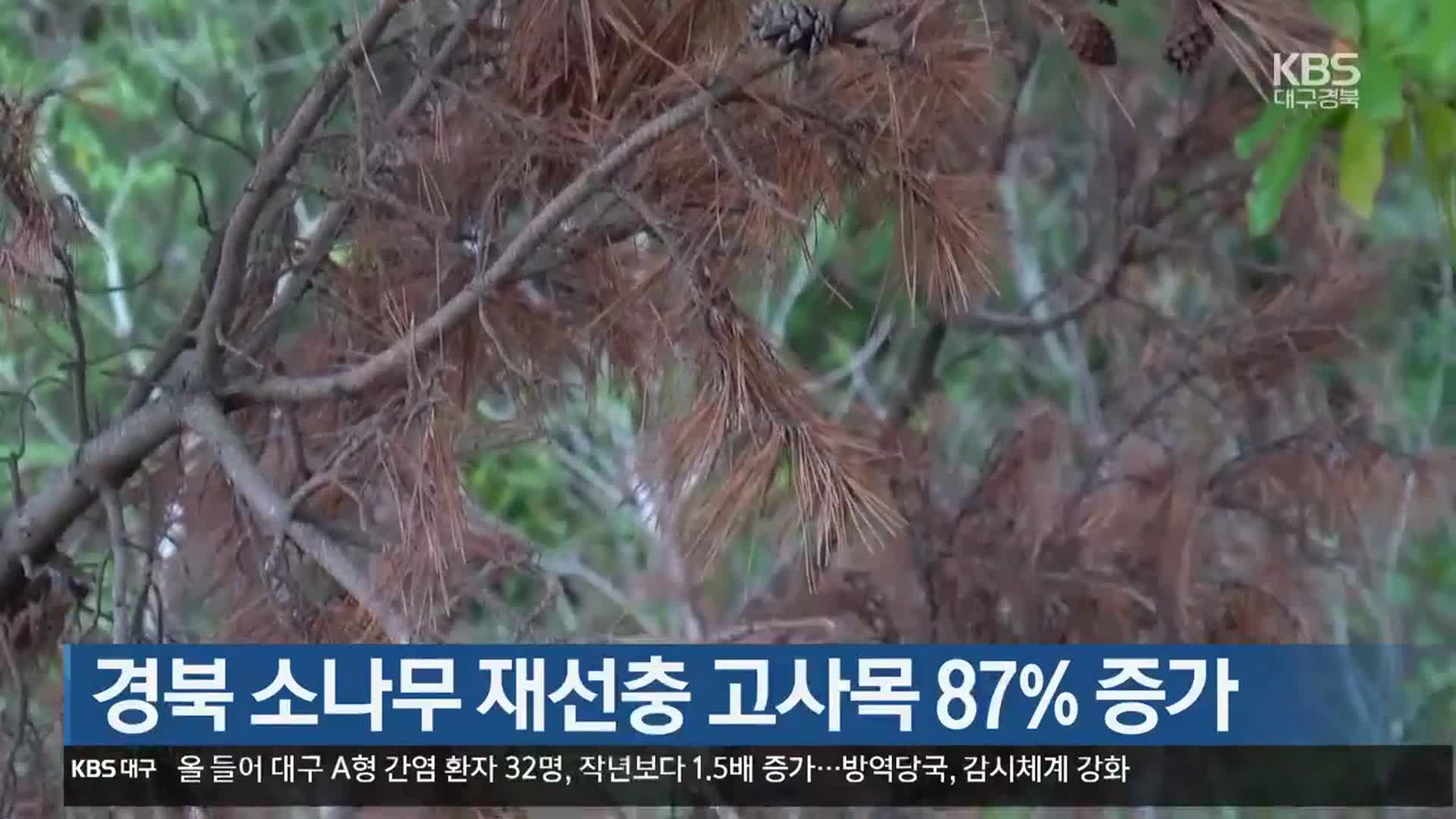 경북 소나무 재선충 고사목 87% 증가