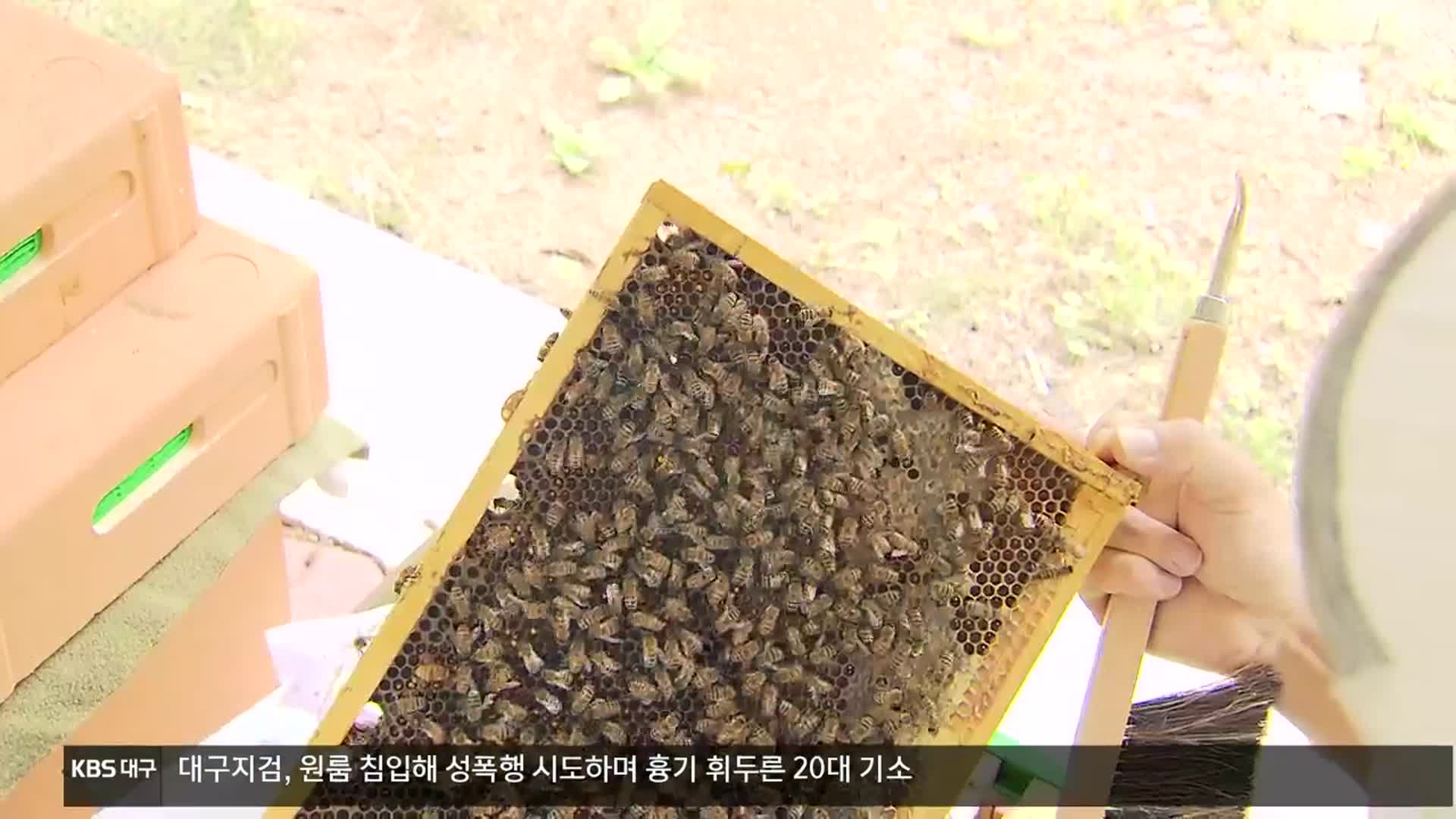 [여기는 안동] 사라지는 꿀벌…‘키워서 공급한다’