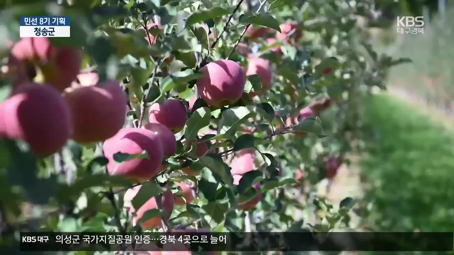 [현안 돋보기] “사과로 열어가는 청송의 미래”