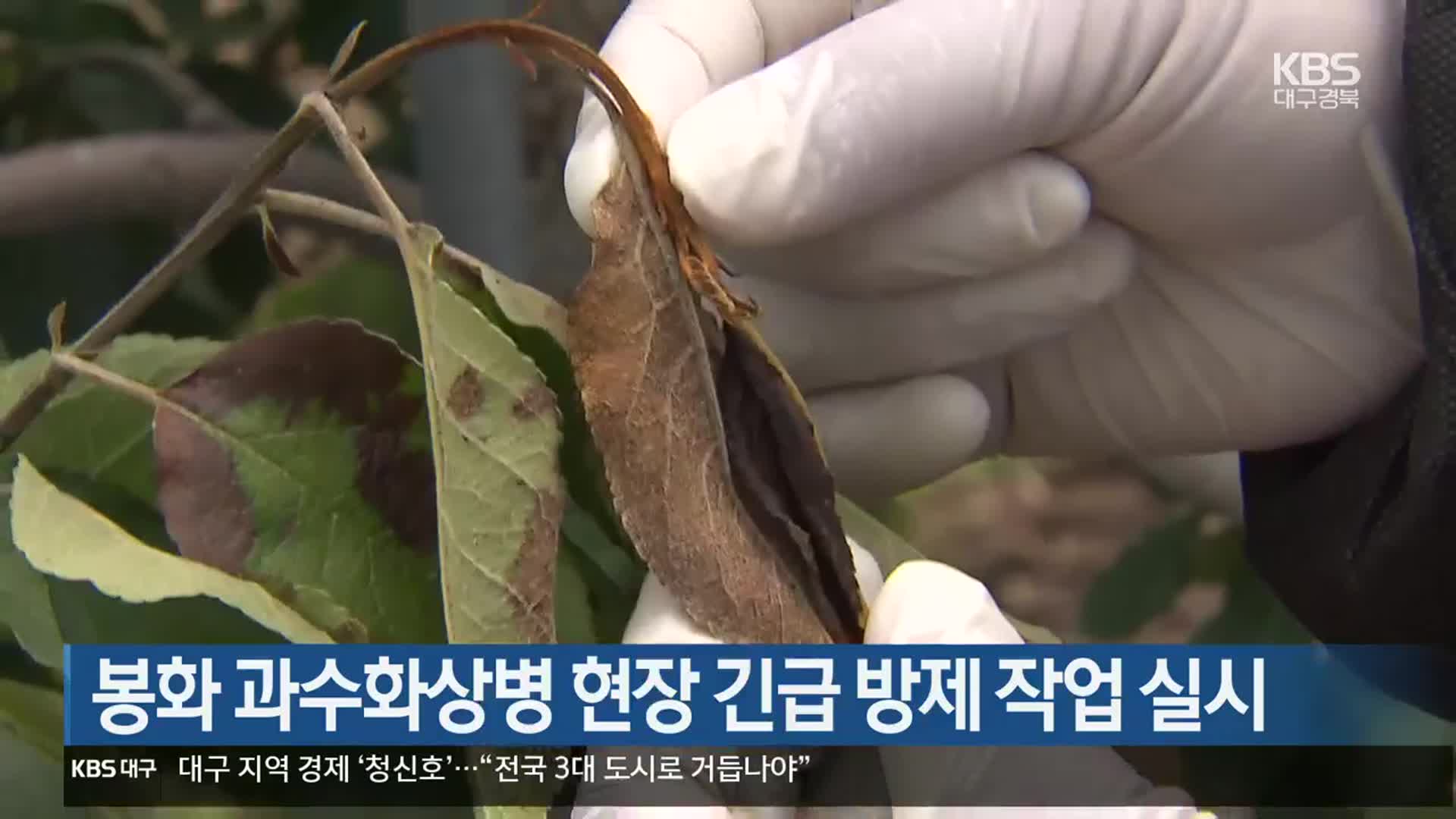 [여기는 안동] 봉화 과수화상병 현장 긴급 방제 작업 실시 외