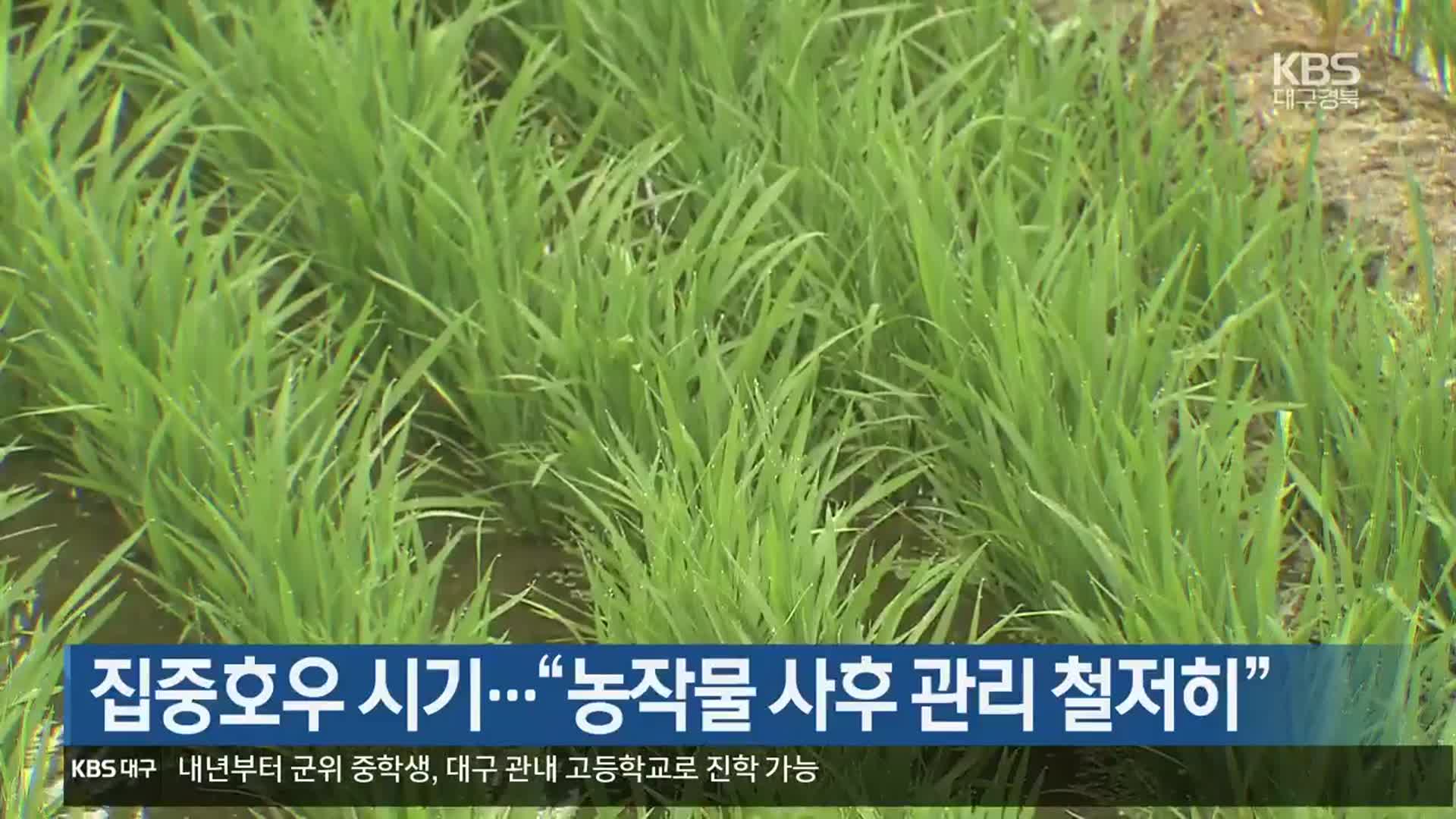 [여기는 안동] 집중호우 시기…“농작물 사후 관리 철저히” 외