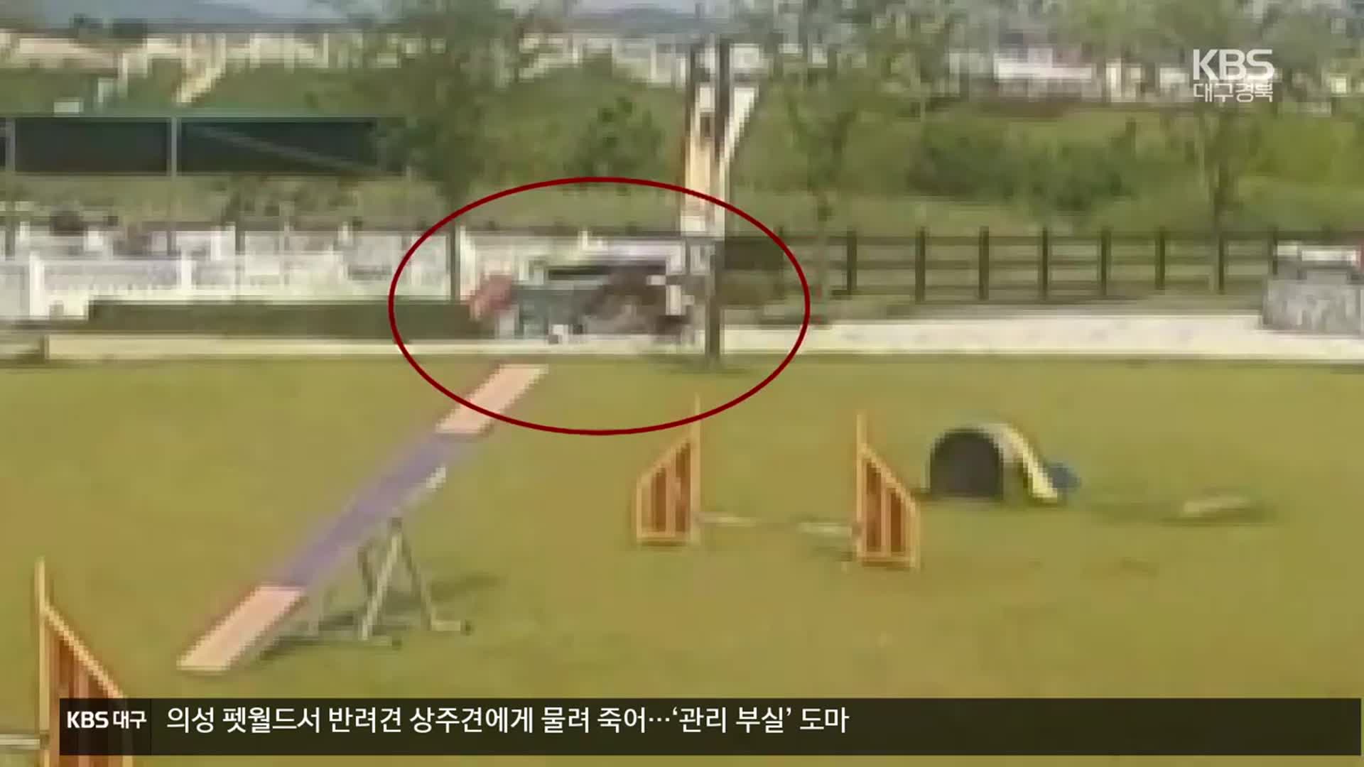 반려견 테마파크 상주견이 소형견 물어 죽여…“관리 부실에 분통”