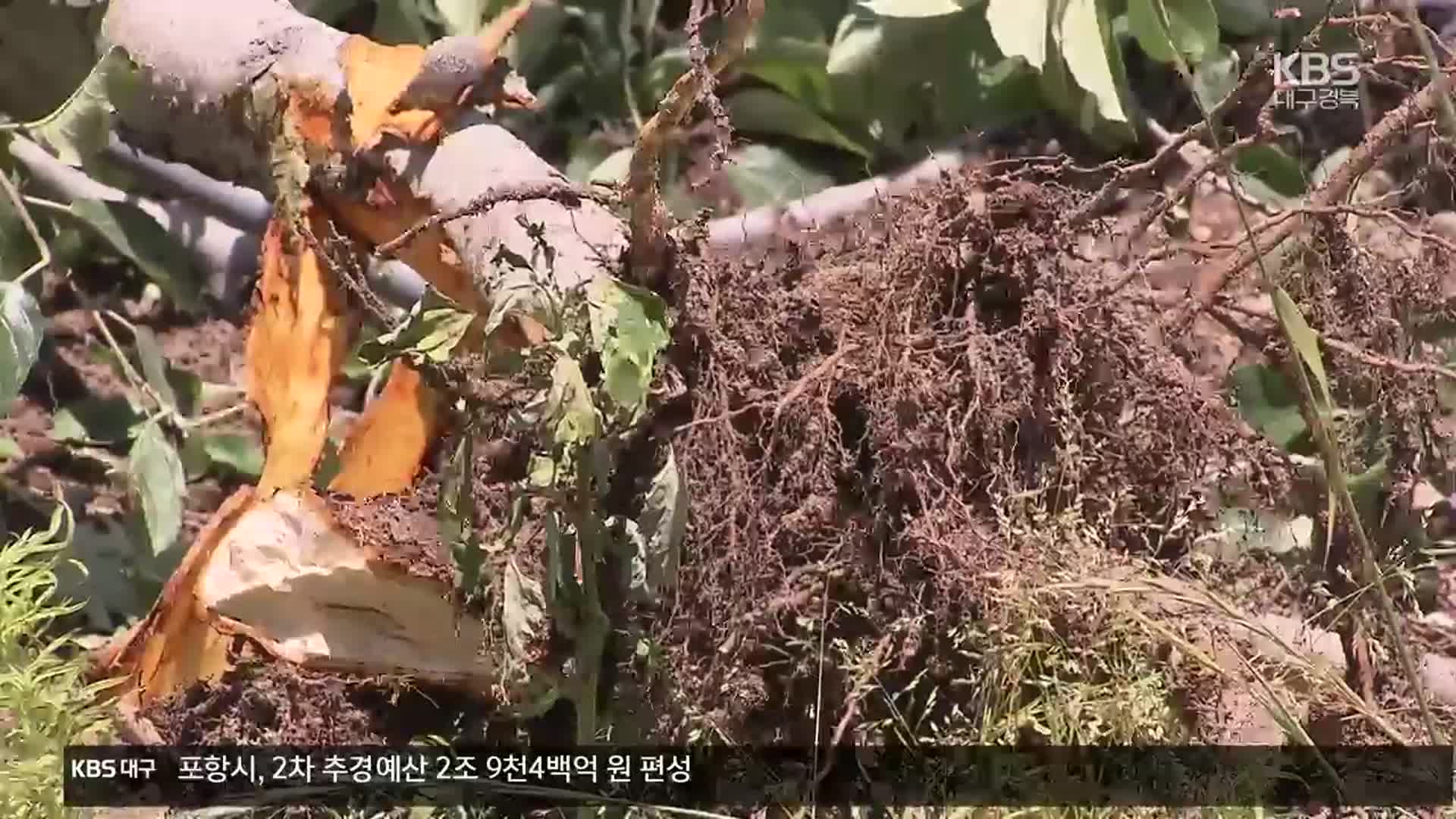 과수 화상병 꼼짝마…‘99.9% 사멸’ 약제 개발