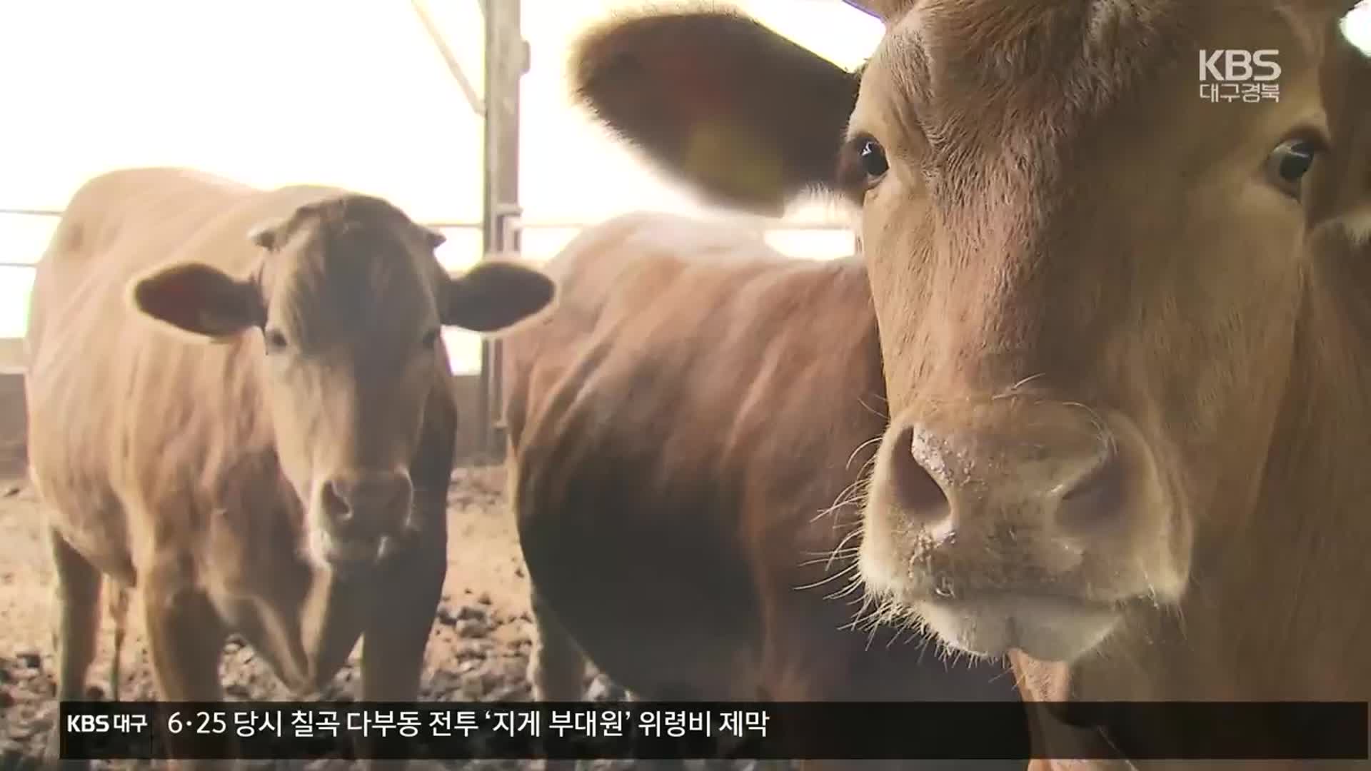 “한우혈통증명서 믿고 웃돈 줬는데”…“오류율 15%”