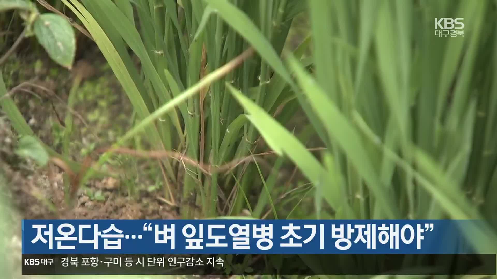 [여기는 안동] 저온다습…“벼 잎도열병 초기 방제해야” 외