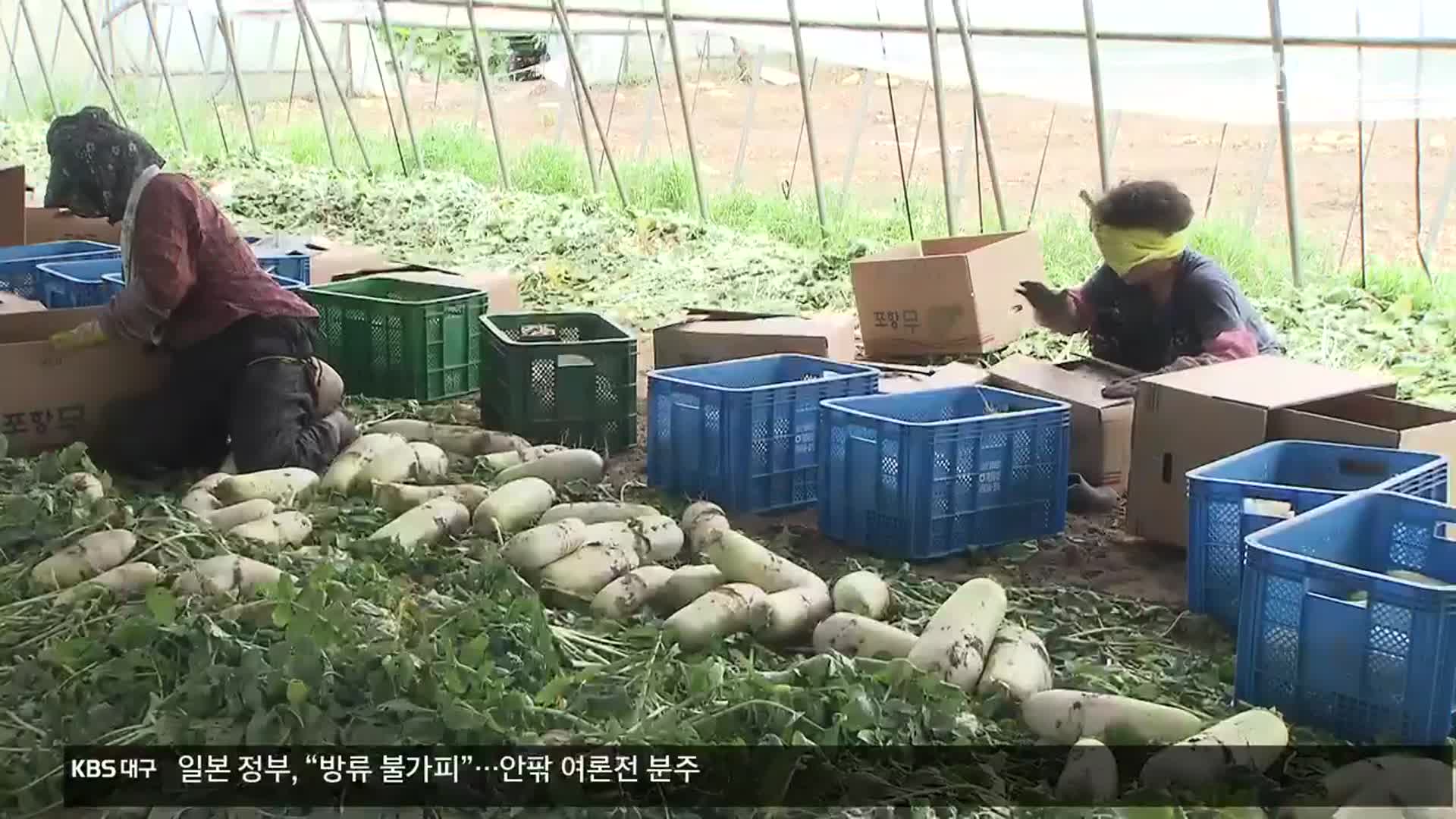 [여기는 포항] 특화 작물로 경쟁력 제고…농가 소득도 ‘쑥쑥’