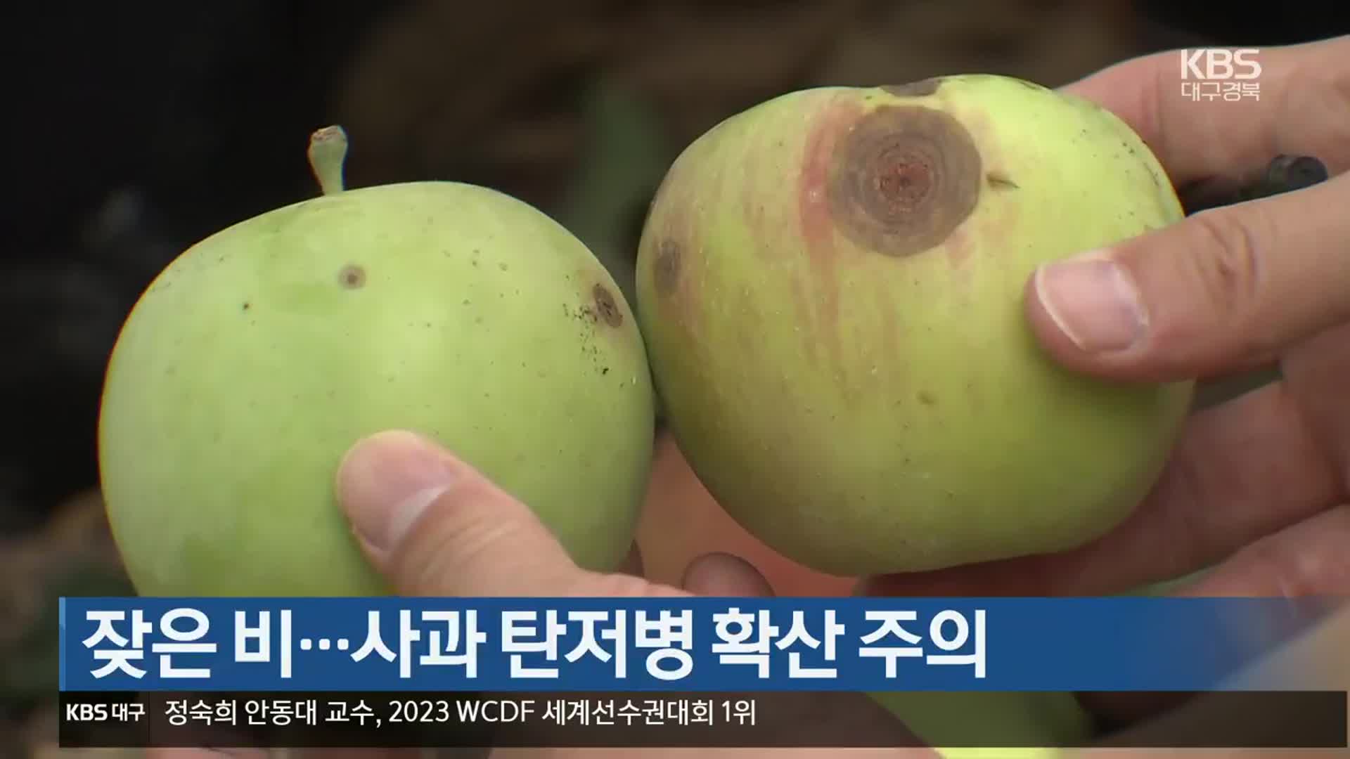 [여기는 안동] 잦은 비…사과 탄저병 확산 주의 외