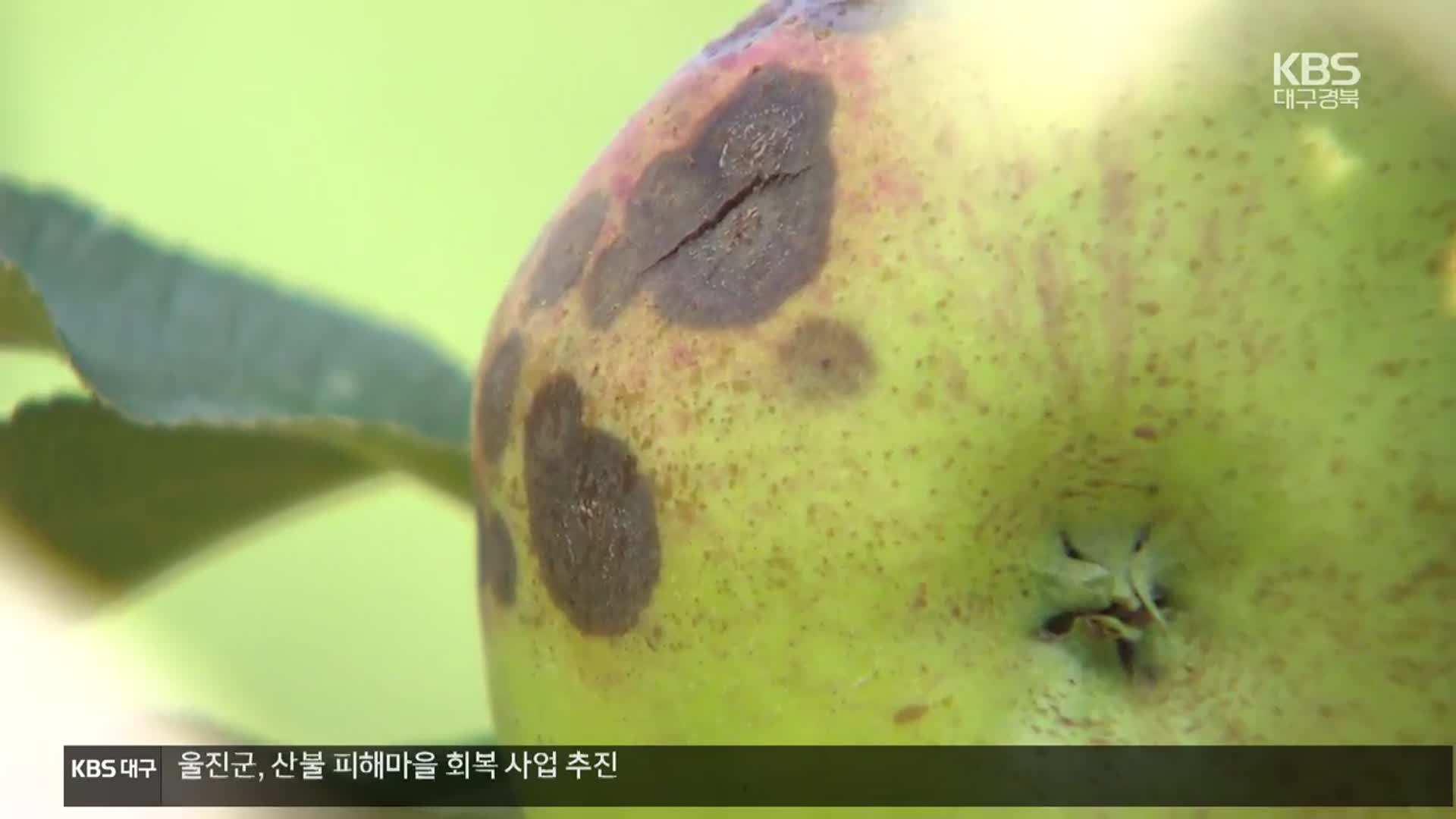 [여기는 안동] 집중호우 끝 폭염…사과·고추 탄저병 ‘비상’