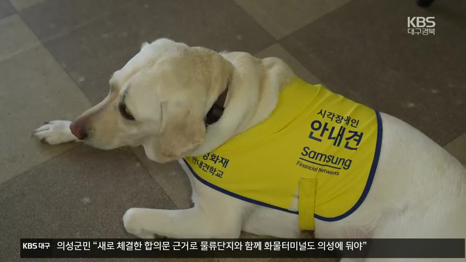 ‘기부로 안내견 인식 바꾼다’…대구 첫 기부견 탄생