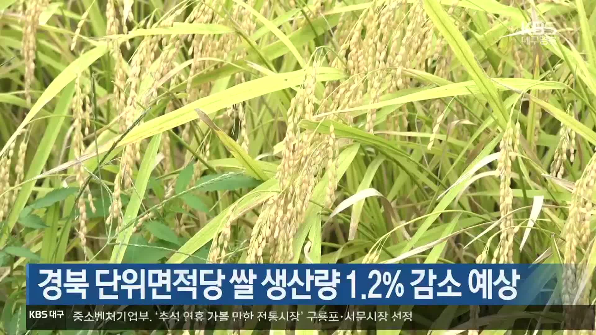 경북 단위면적당 쌀 생산량 1.2% 감소 예상