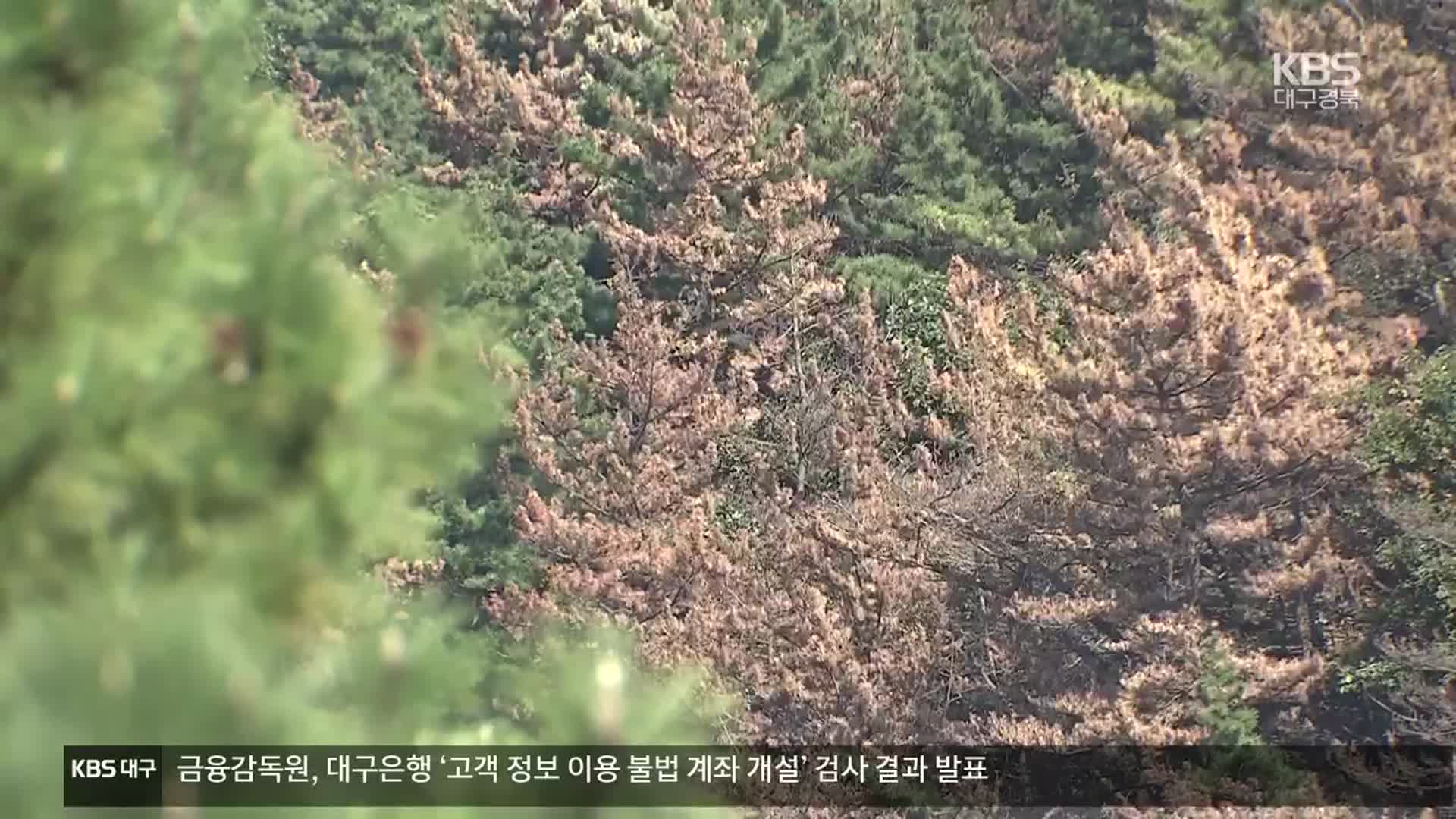 [여기는 포항] 소나무재선충병 확산 ‘비상’…“수종 전환해야”