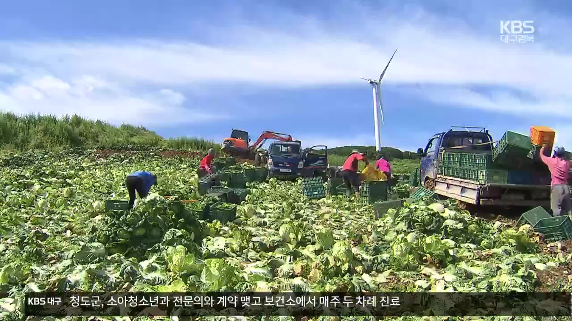 “배추 2,200톤 공급·소금 50% 할인”…김장물가 잡는다