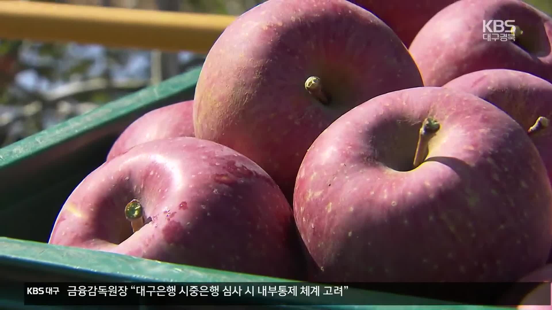 [여기는 안동] “꼭지 안 자르면 신선” 청송, 꼭지 무절단 사과 유통