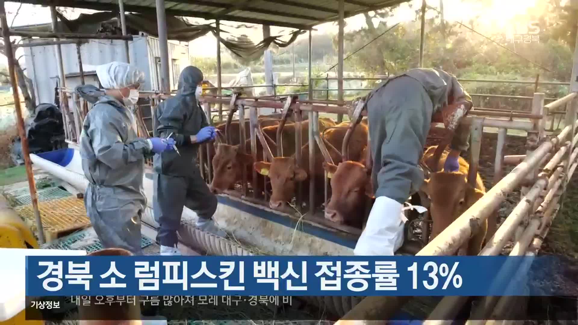 경북 소 럼피스킨 백신 접종률 13%