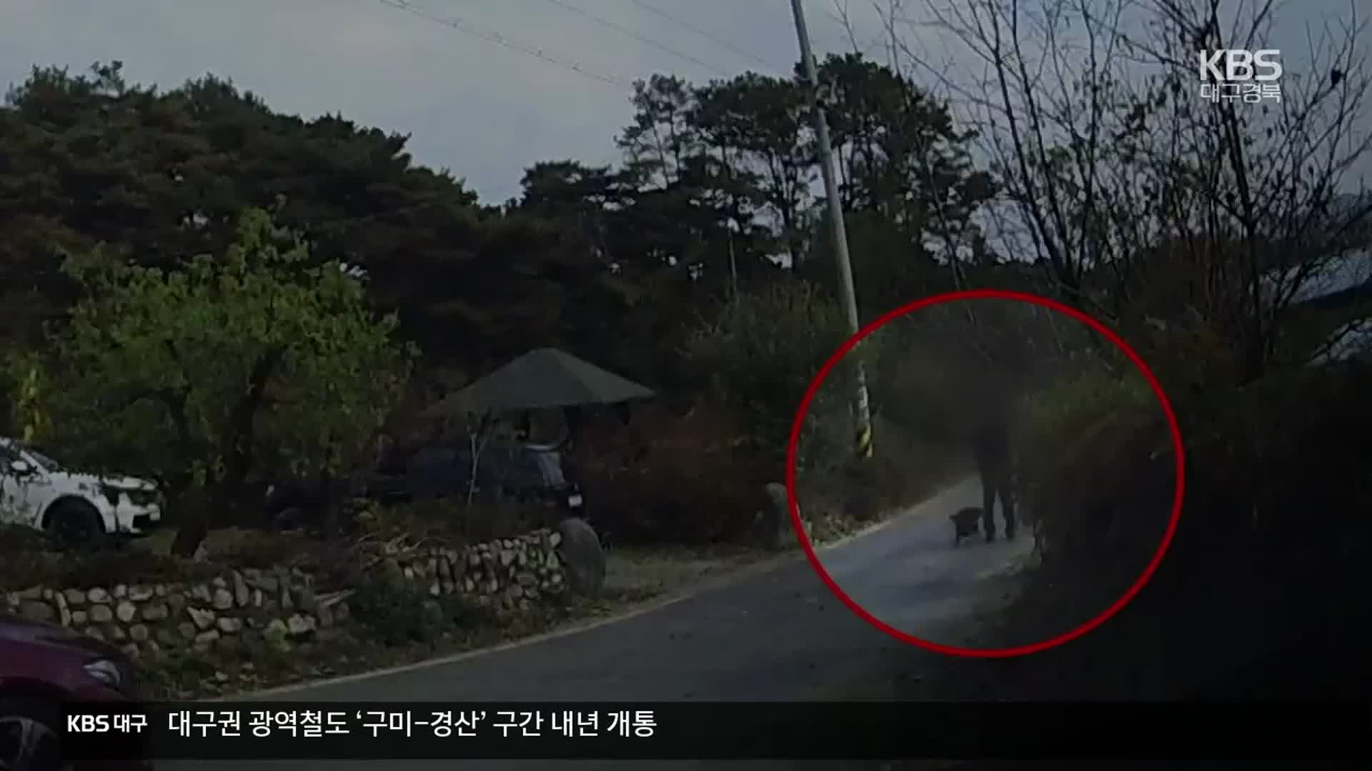 이웃집 개에 물려 손가락 절단…개 물림 사고 연간 2천 건