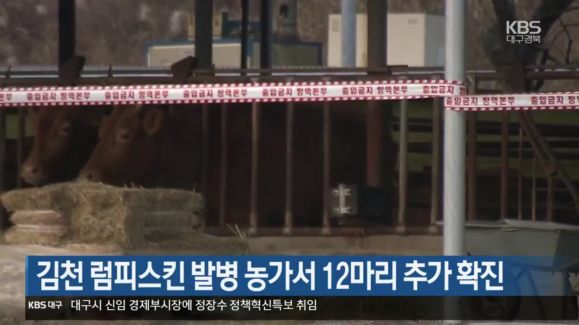 김천 럼피스킨 발병 농가서 12마리 추가 확진