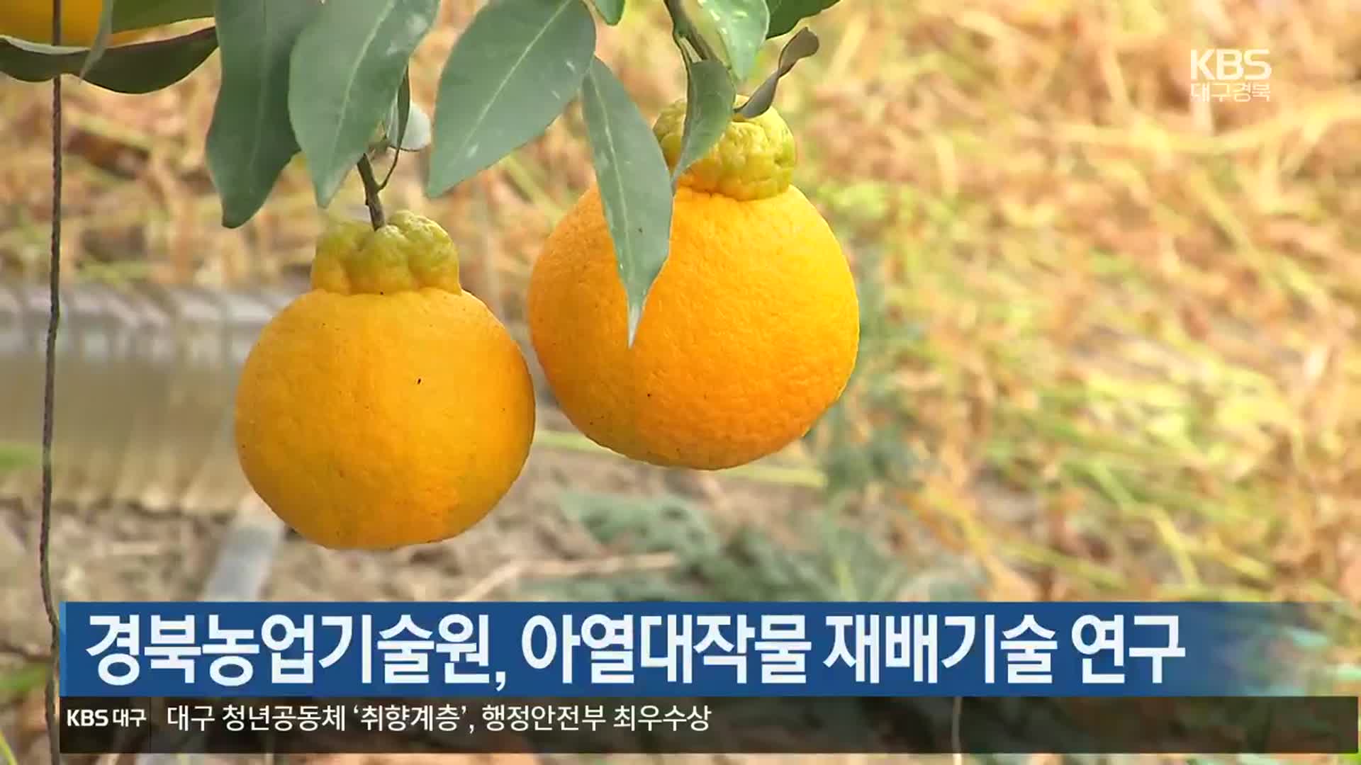 경북농업기술원, 아열대작물 재배기술 연구