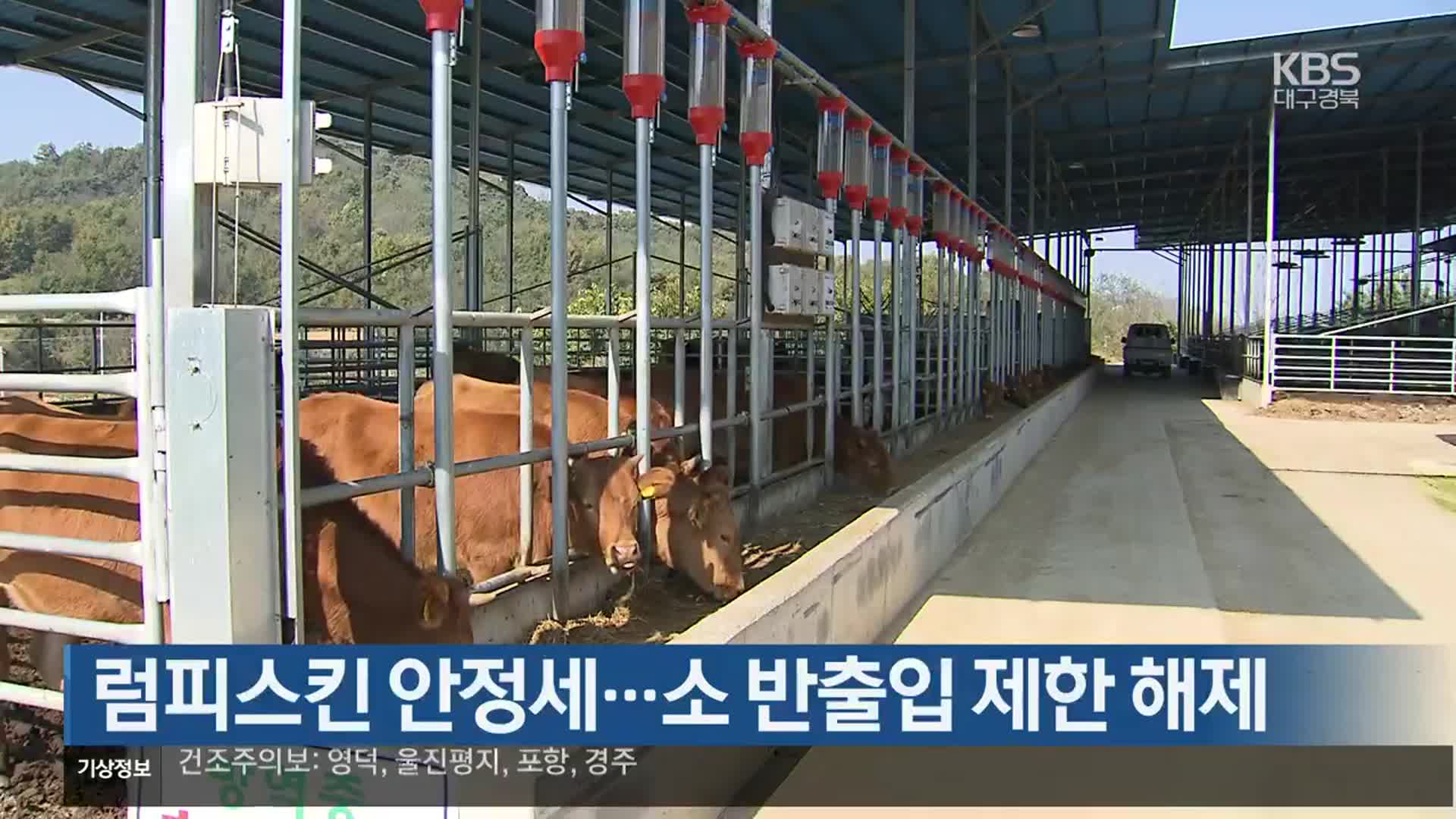 럼피스킨 안정세…소 반출입 제한 해제