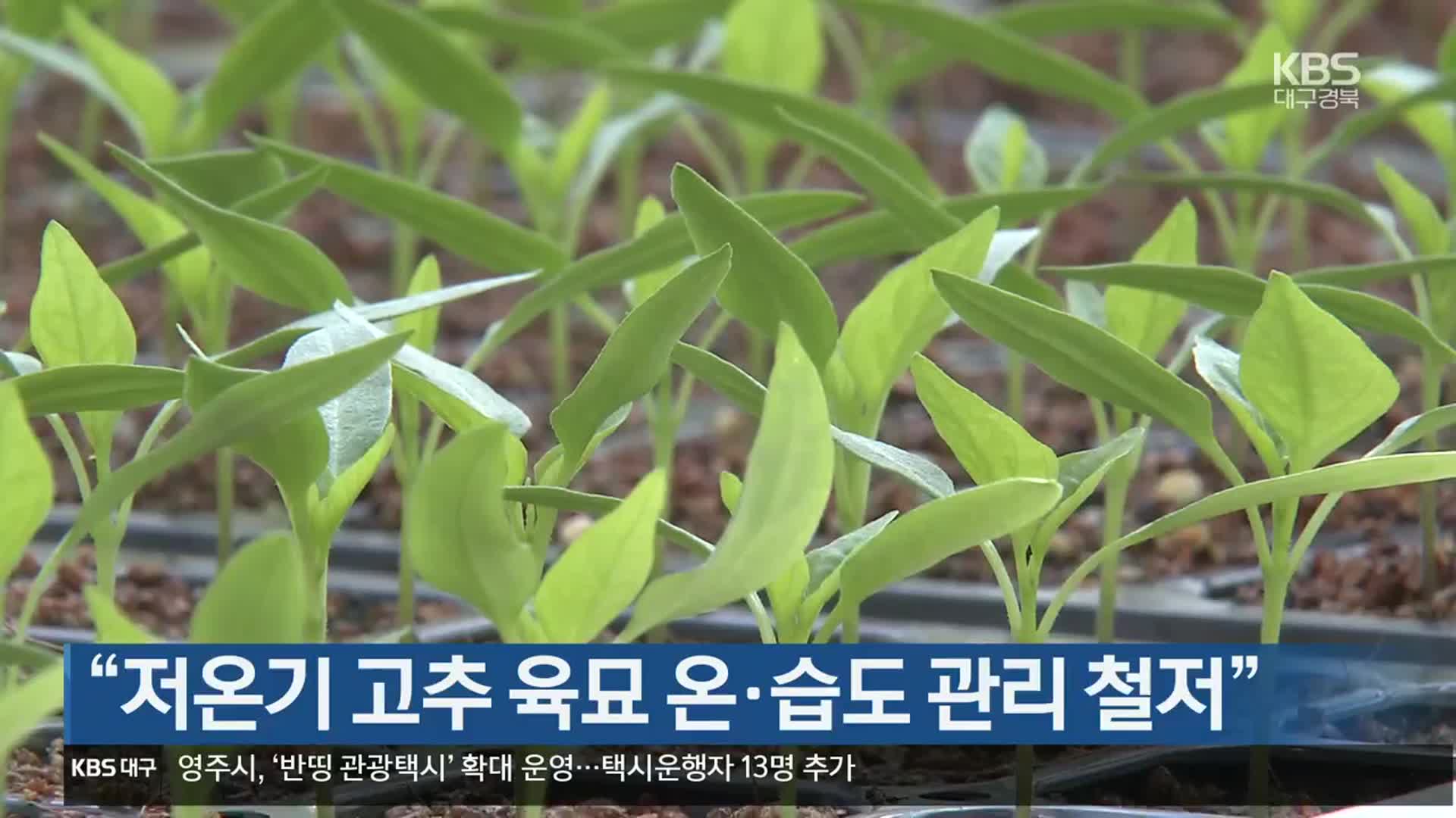 [여기는 안동] “저온기 고추 육묘 온·습도 관리 철저” 외