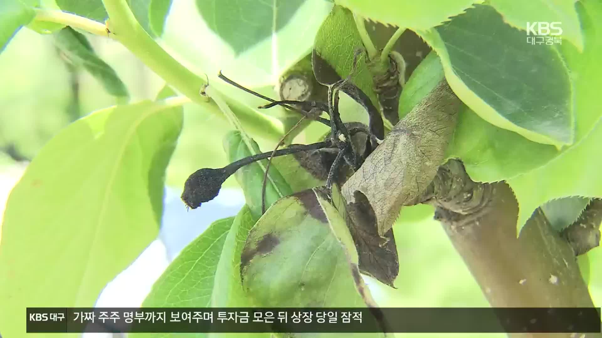 과수화상병 확산일로…“지난해보다 피해 2배 넘어”