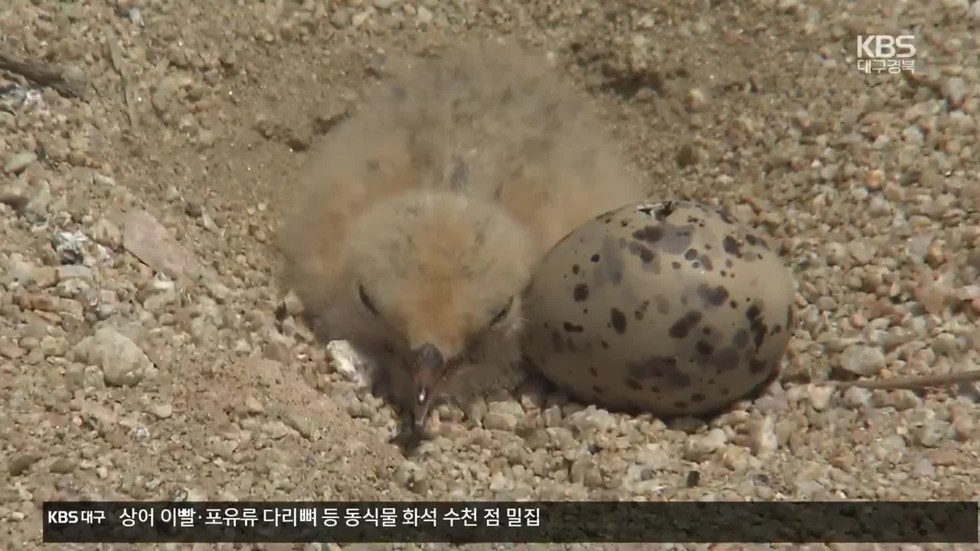 “올해도 잊지 않고”…안동댐 찾은 바닷새 ‘쇠제비갈매기’