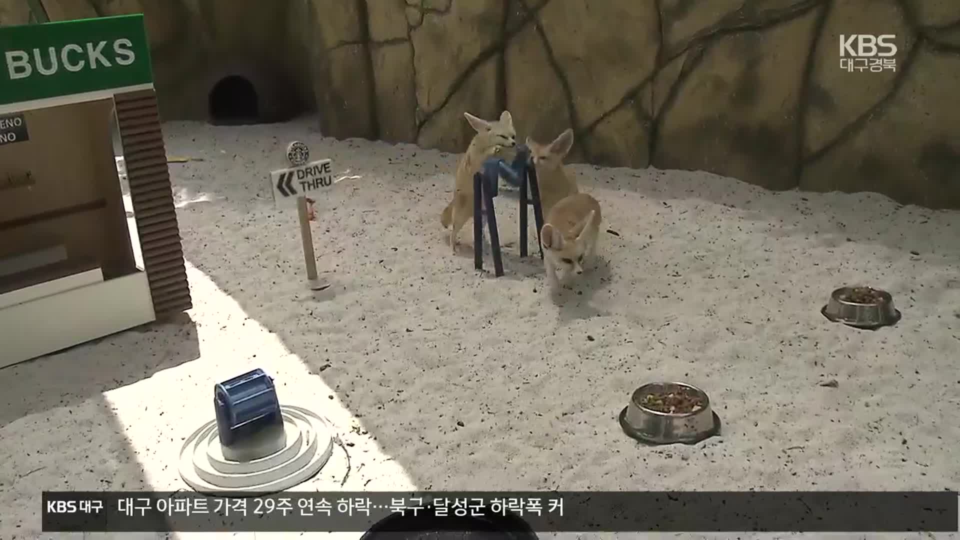 방치된 동물 구조…“동물도 돌봄·치유 대상”