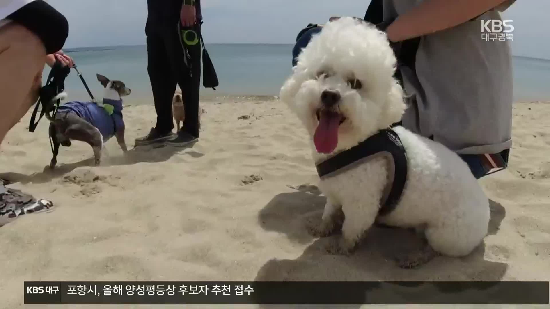 “펫족 잡아라”…경북 첫 애견해수욕장 개장