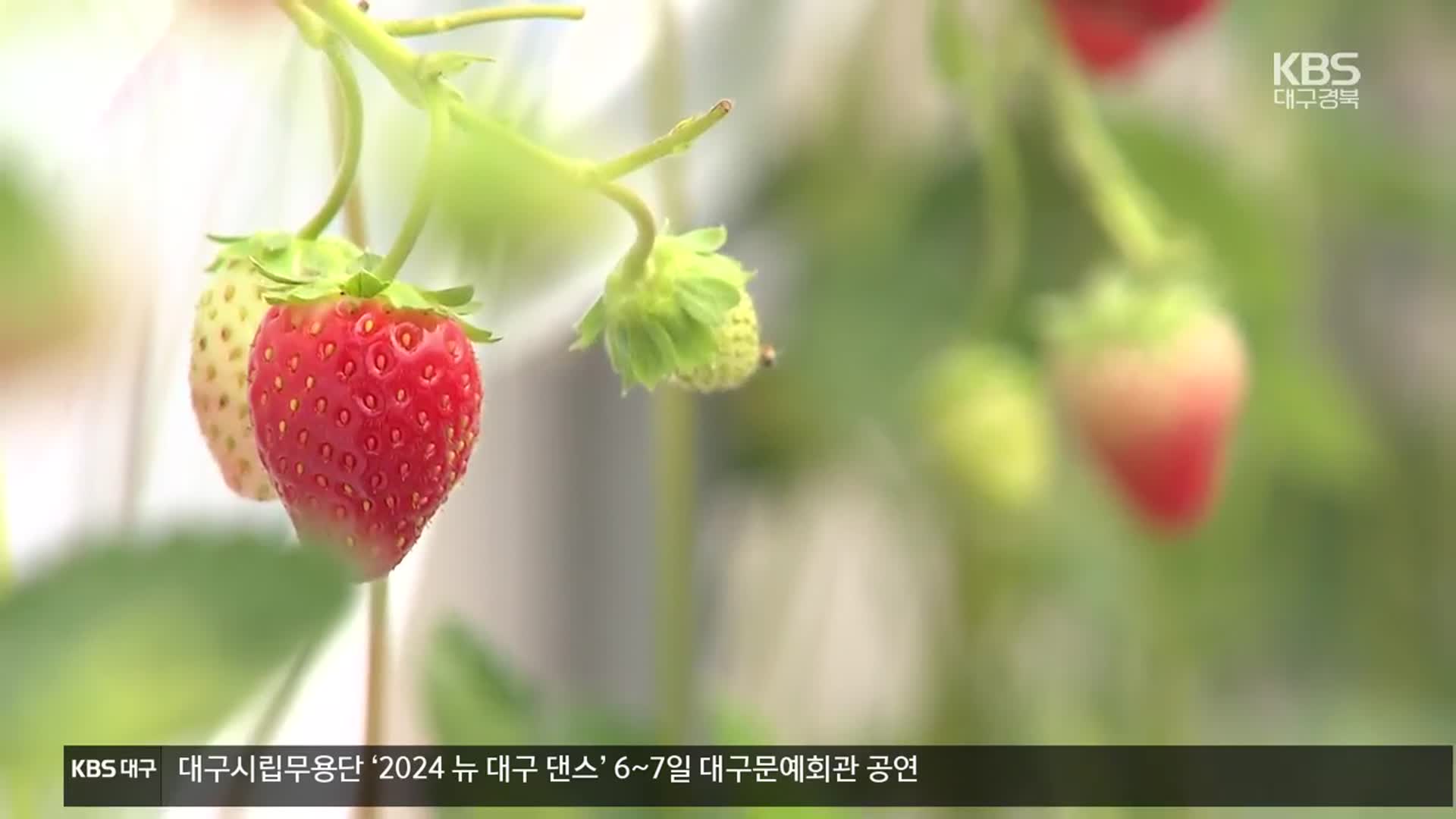 “1년 내내 생산”…영양 여름 딸기 재배 성공