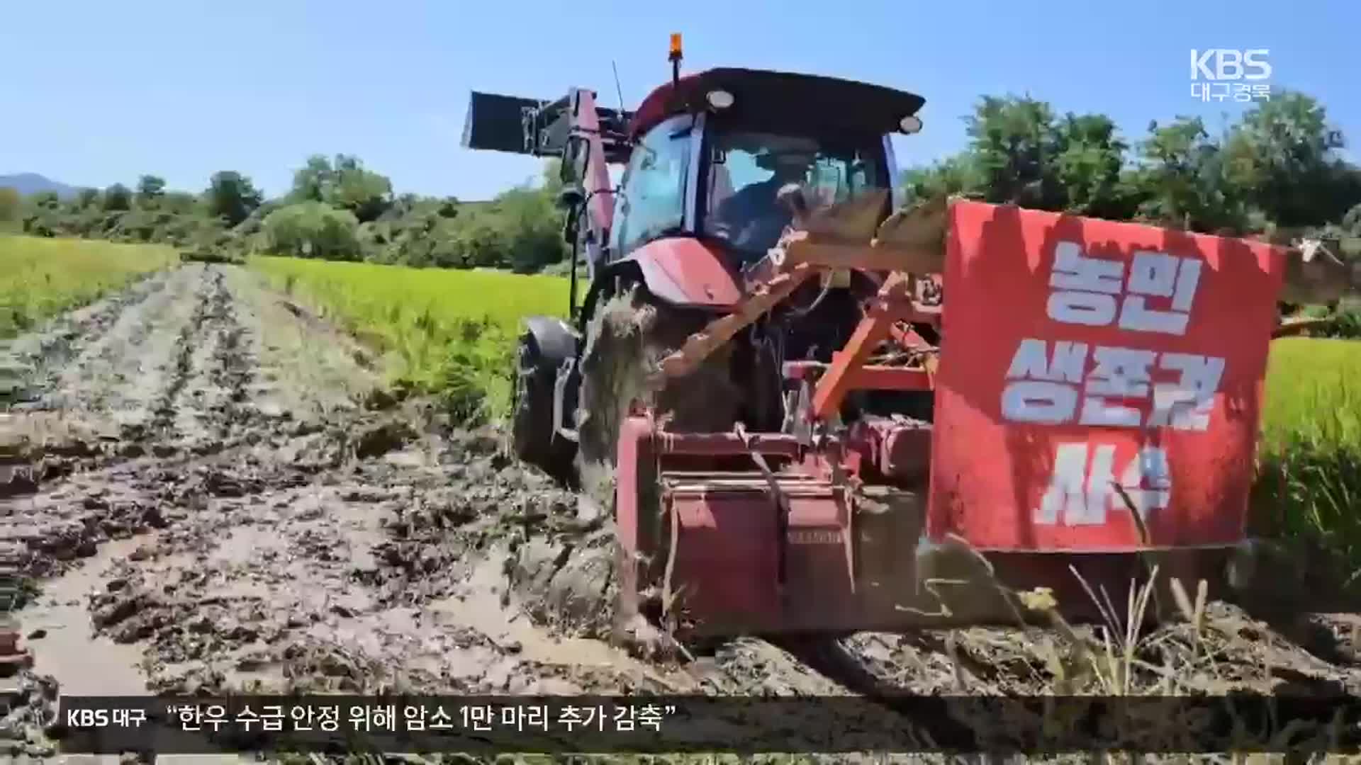 쌀 주산지 경북, 수확 앞두고 농민 ‘시름’