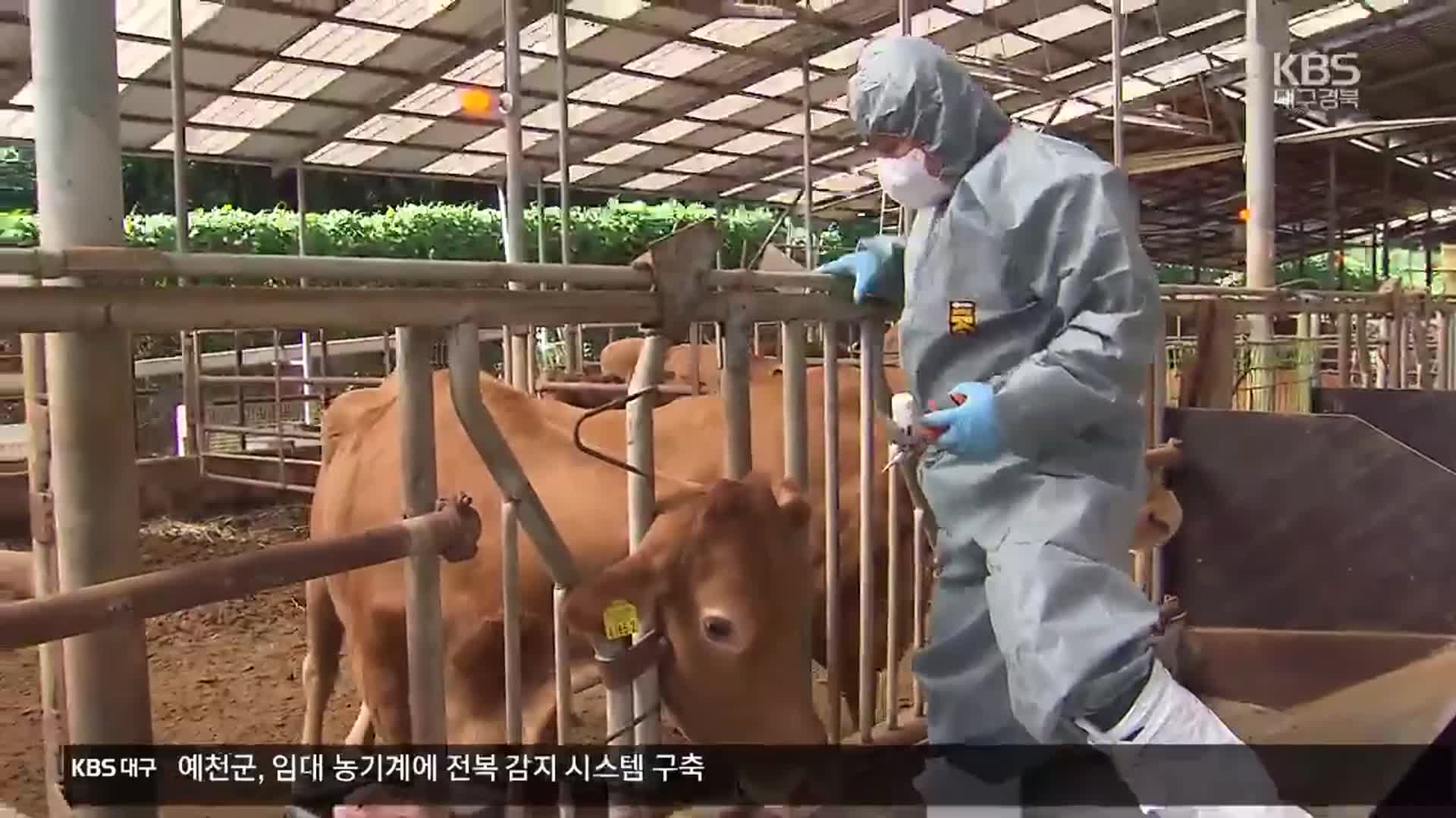 소 럼피스킨·돼지 열병…경북 축산농가 비상