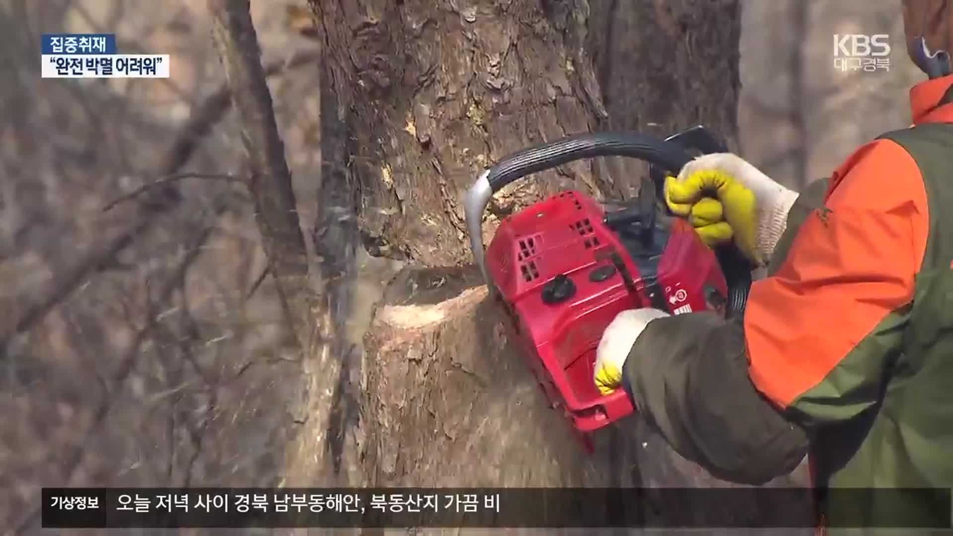 [집중취재] 확산 속도 못 따라가는 방제 작업…“예산·인력 확대해야”