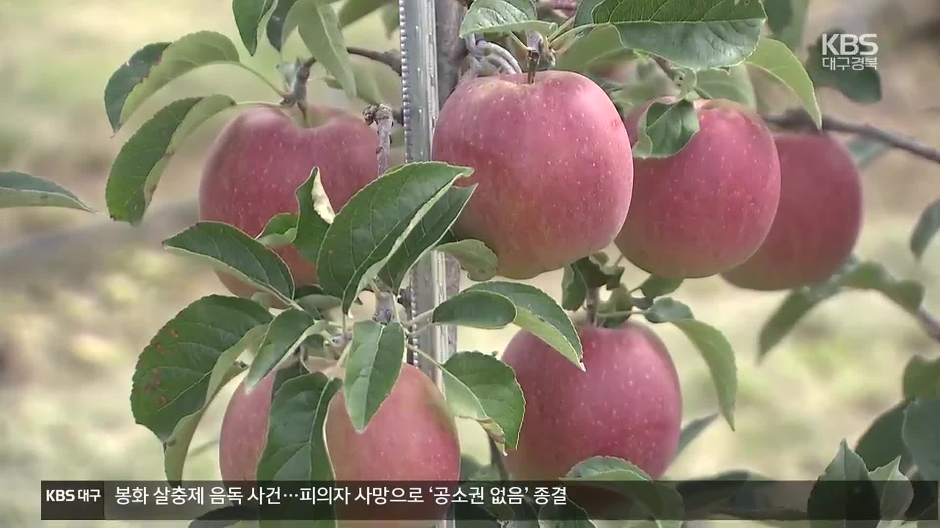 “주산지 위상 지키자”…‘경북 사과 대전환’ 선포