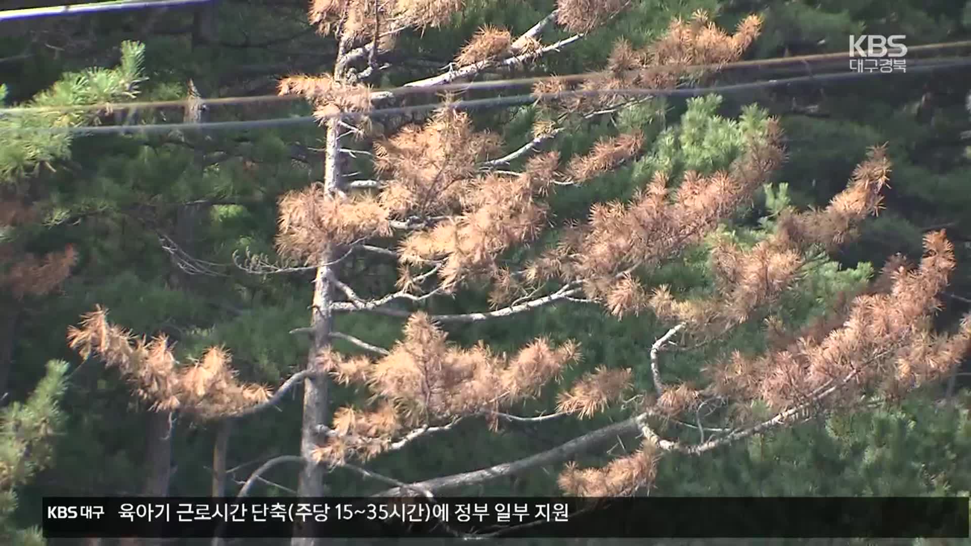 “송이 산 지켜라”…영덕 ‘재선충 전면전’ 선포