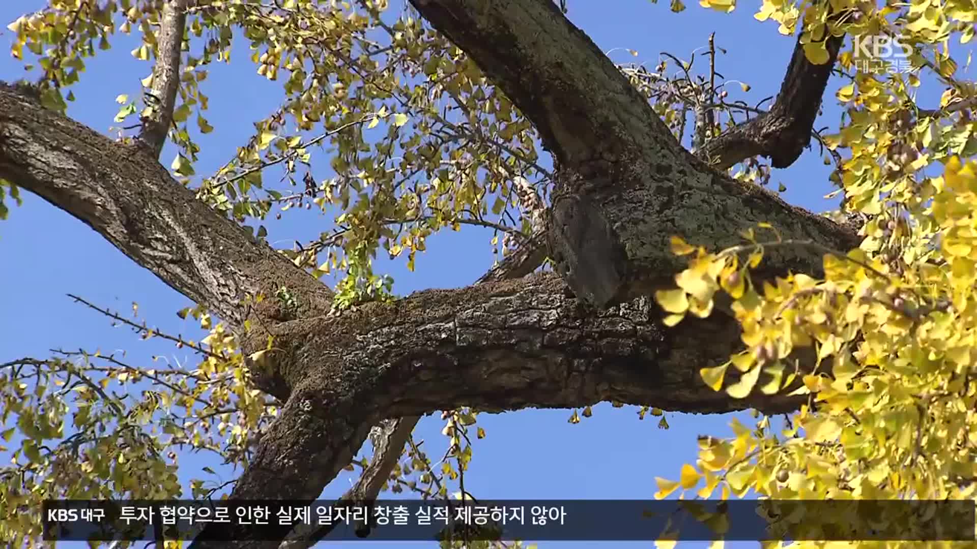 수몰 위기에서 구한 은행나무…자연유산 보존의 상징