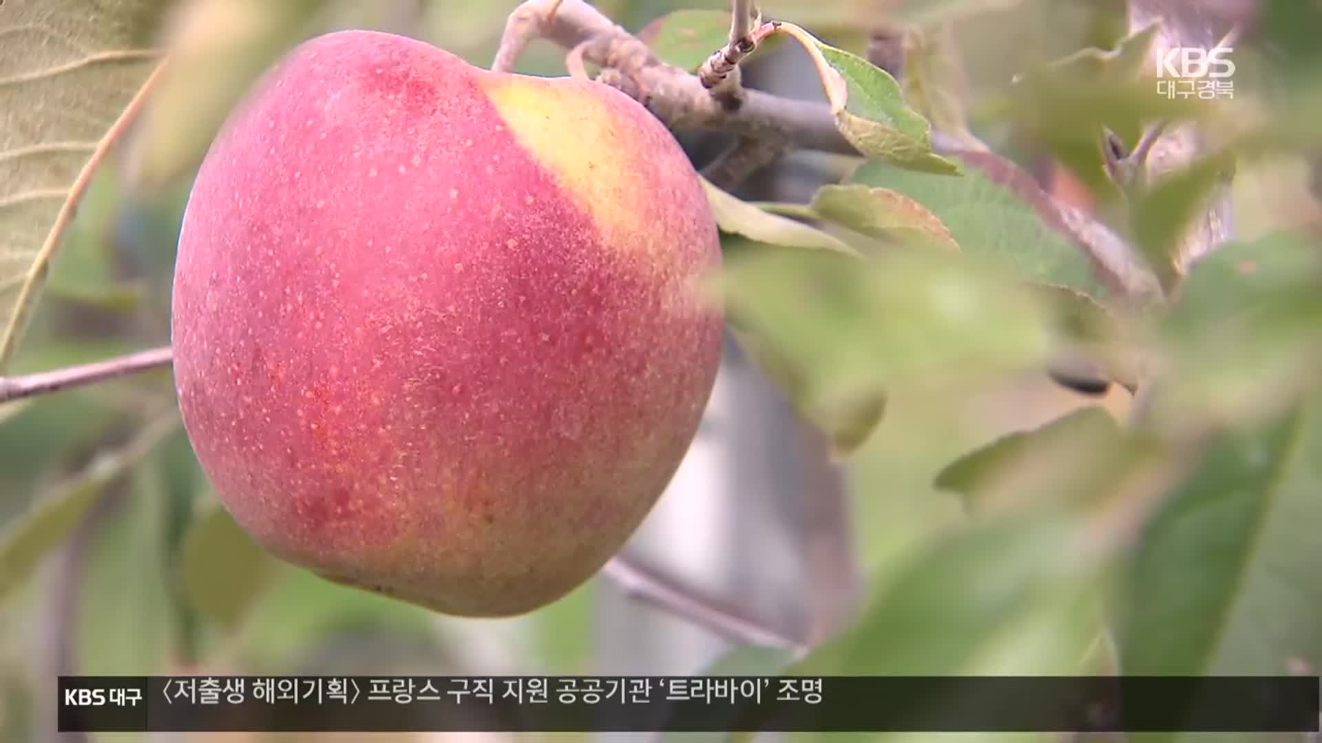 청송에 사과 연구단지 준공…“미래형 재배기술 보급”