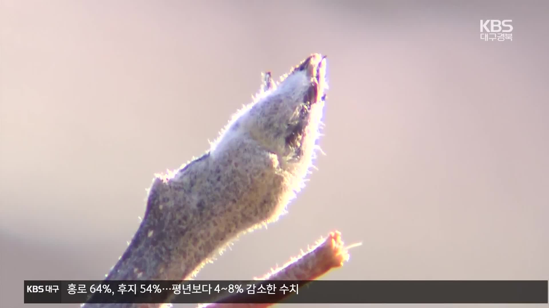 사과 꽃눈 분화율 감소…이상 기온 영향