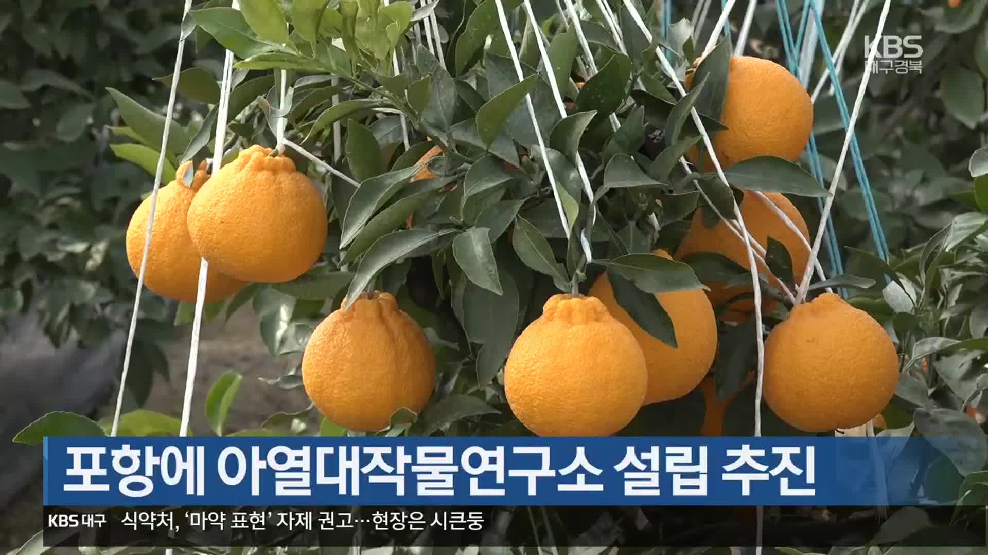 포항에 아열대작물연구소 설립 추진