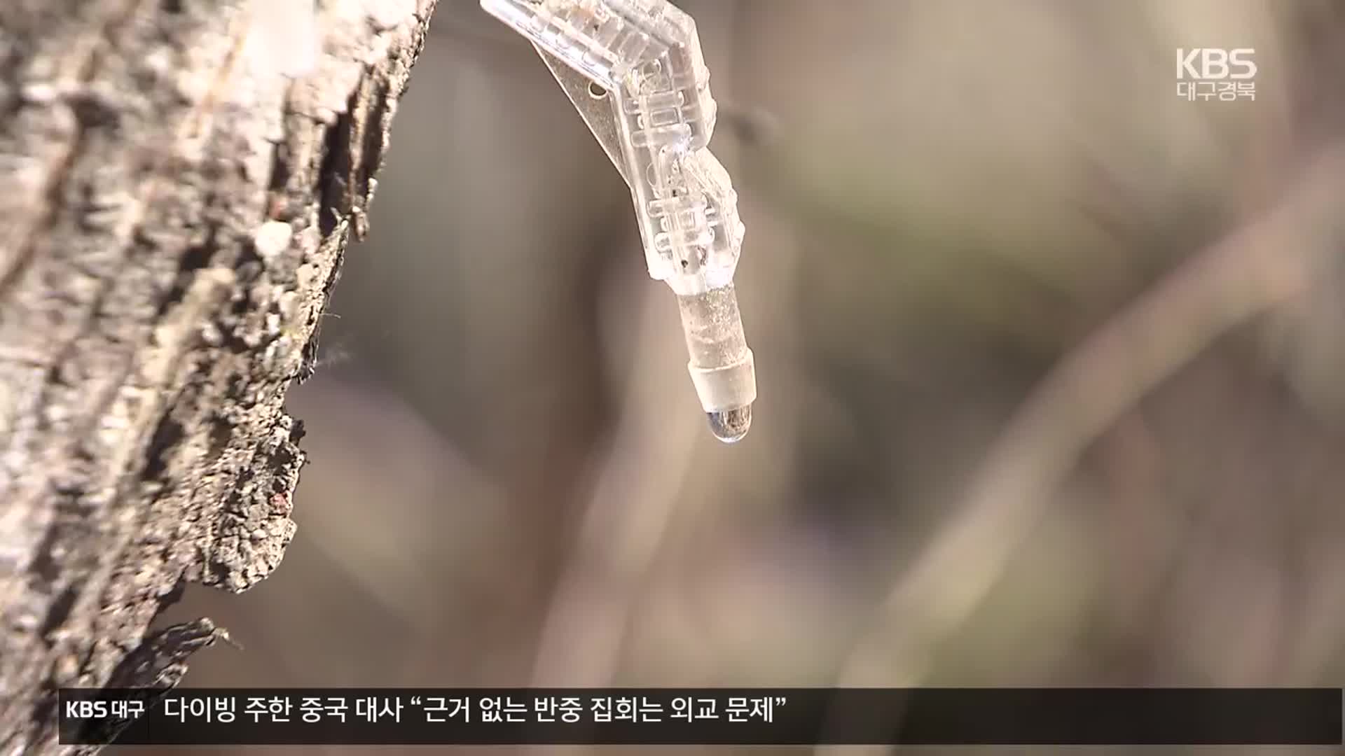 ‘봄의 전령’ 고로쇠 채취…2월 추위에 ‘뚝’