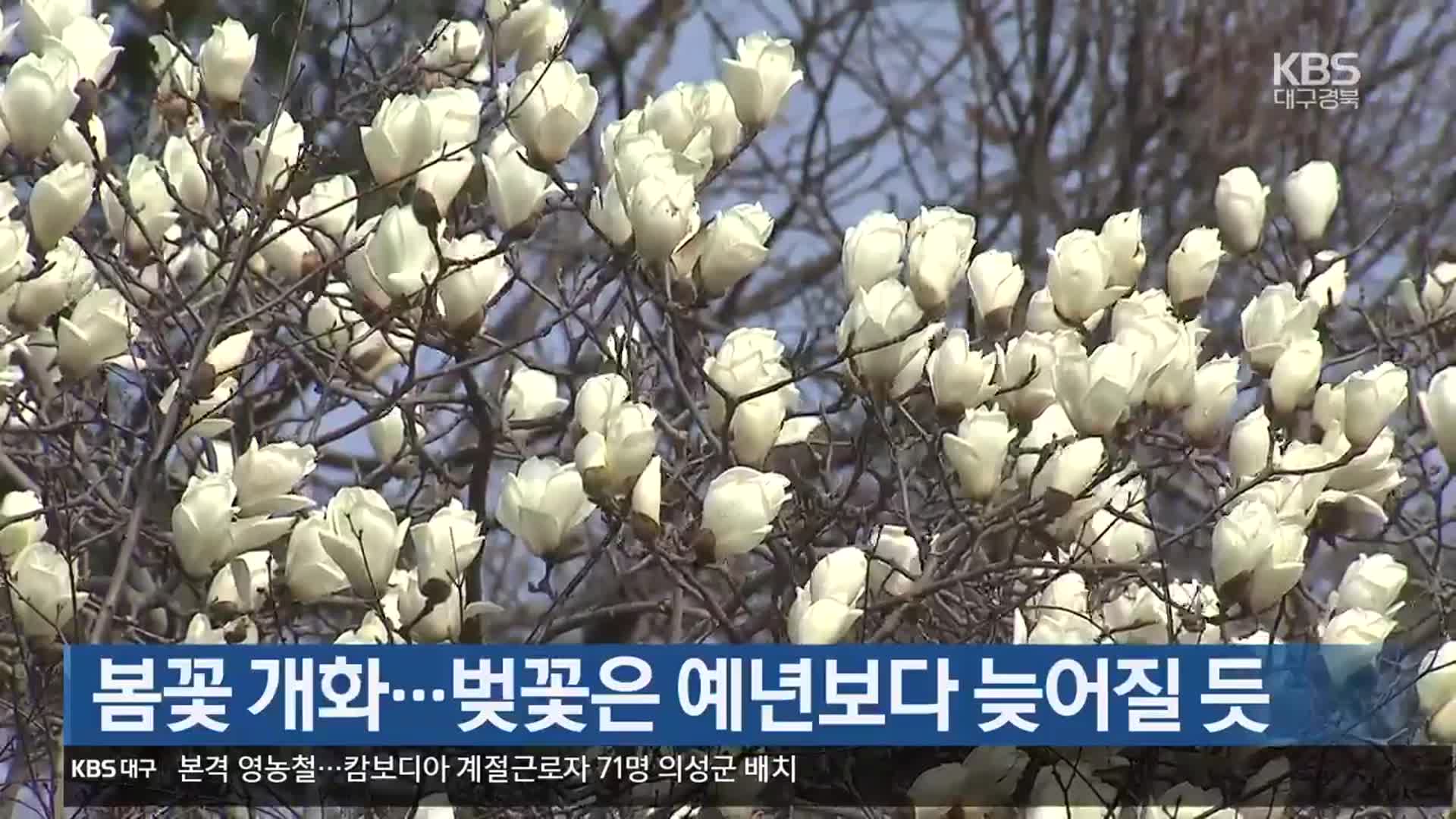 봄꽃 개화…벚꽃은 예년보다 늦어질 듯