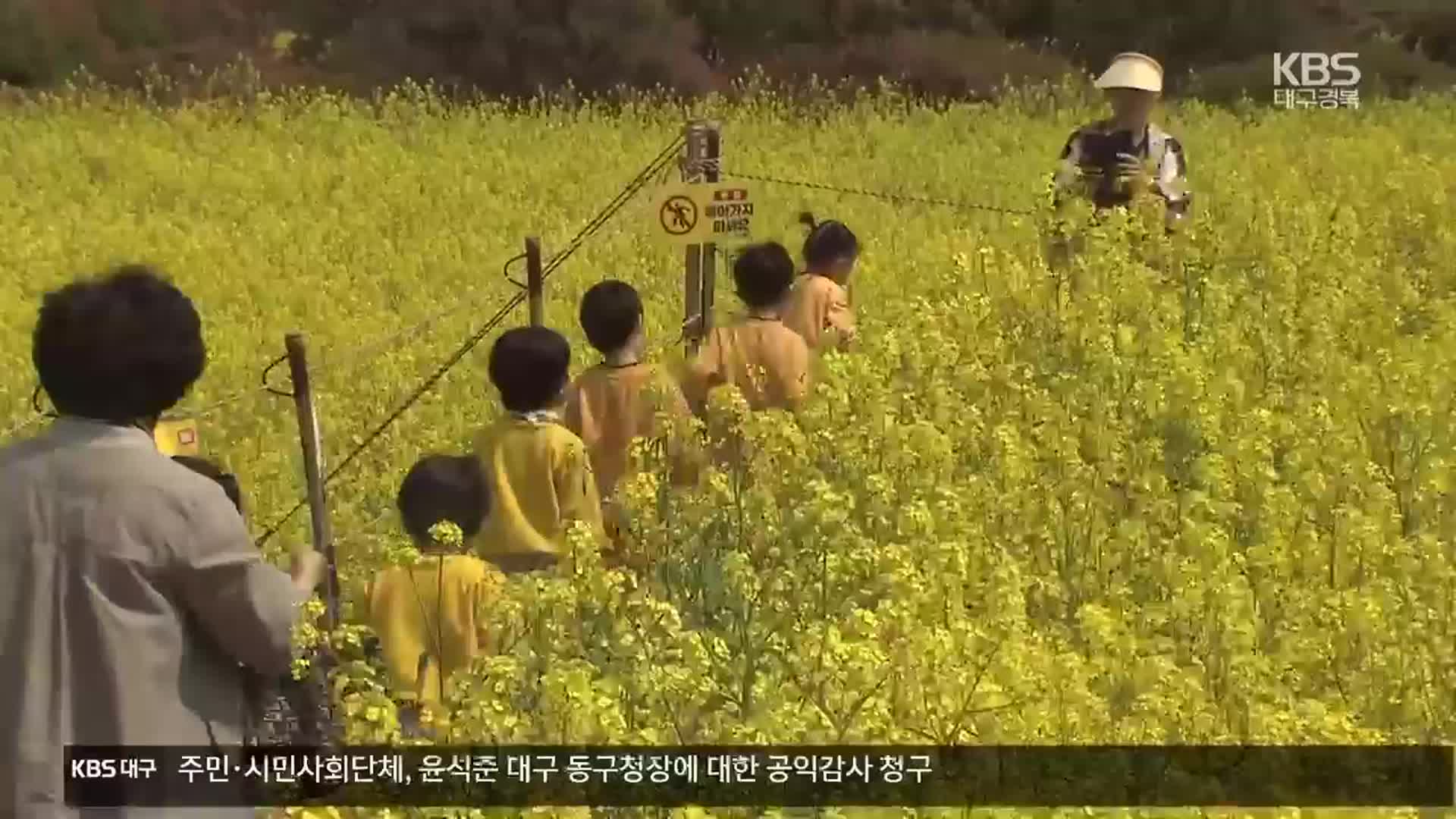 노랗게 물든 호미곶…경관농업 주목