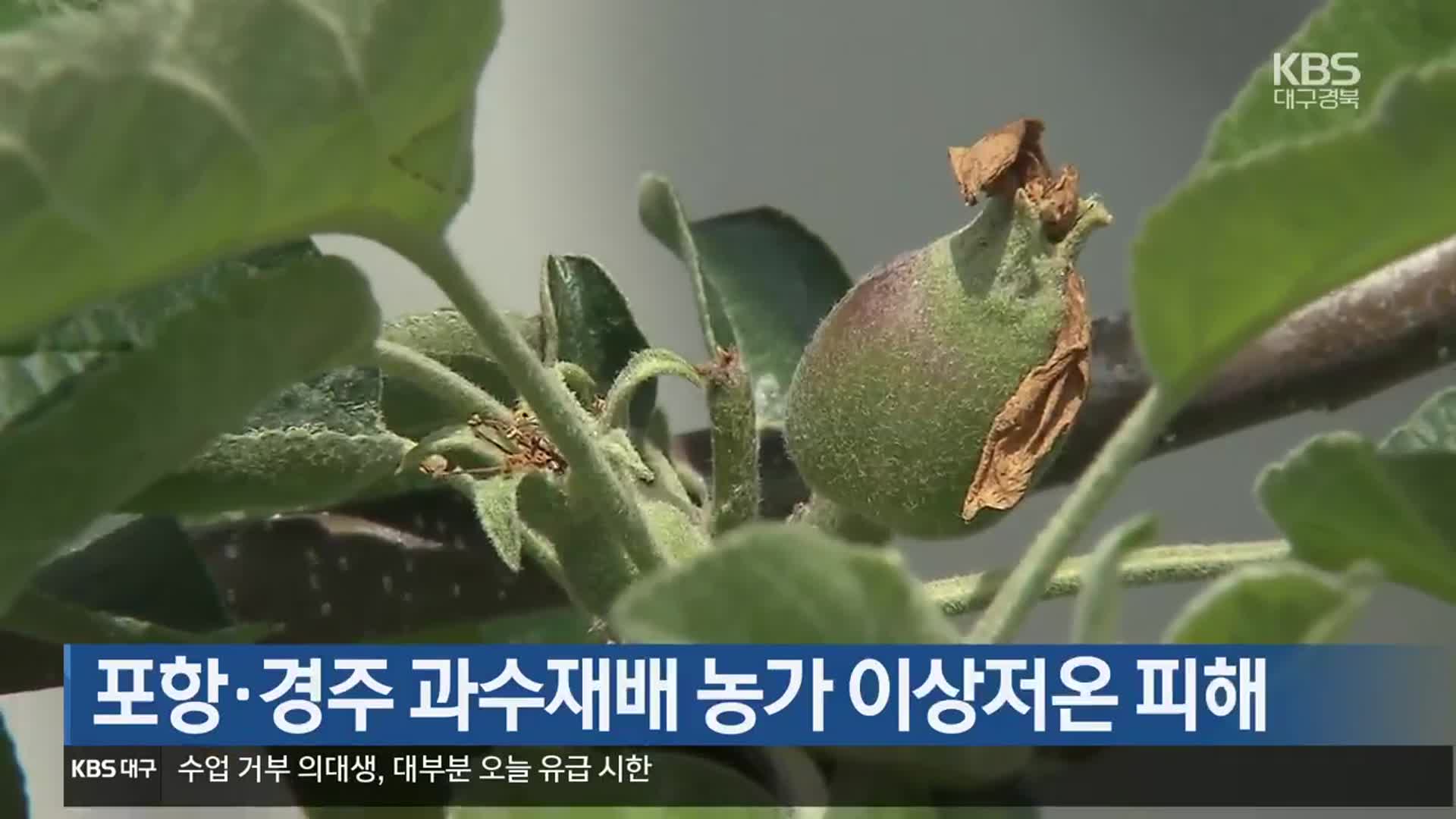 포항·경주 과수재배 농가 이상저온 피해