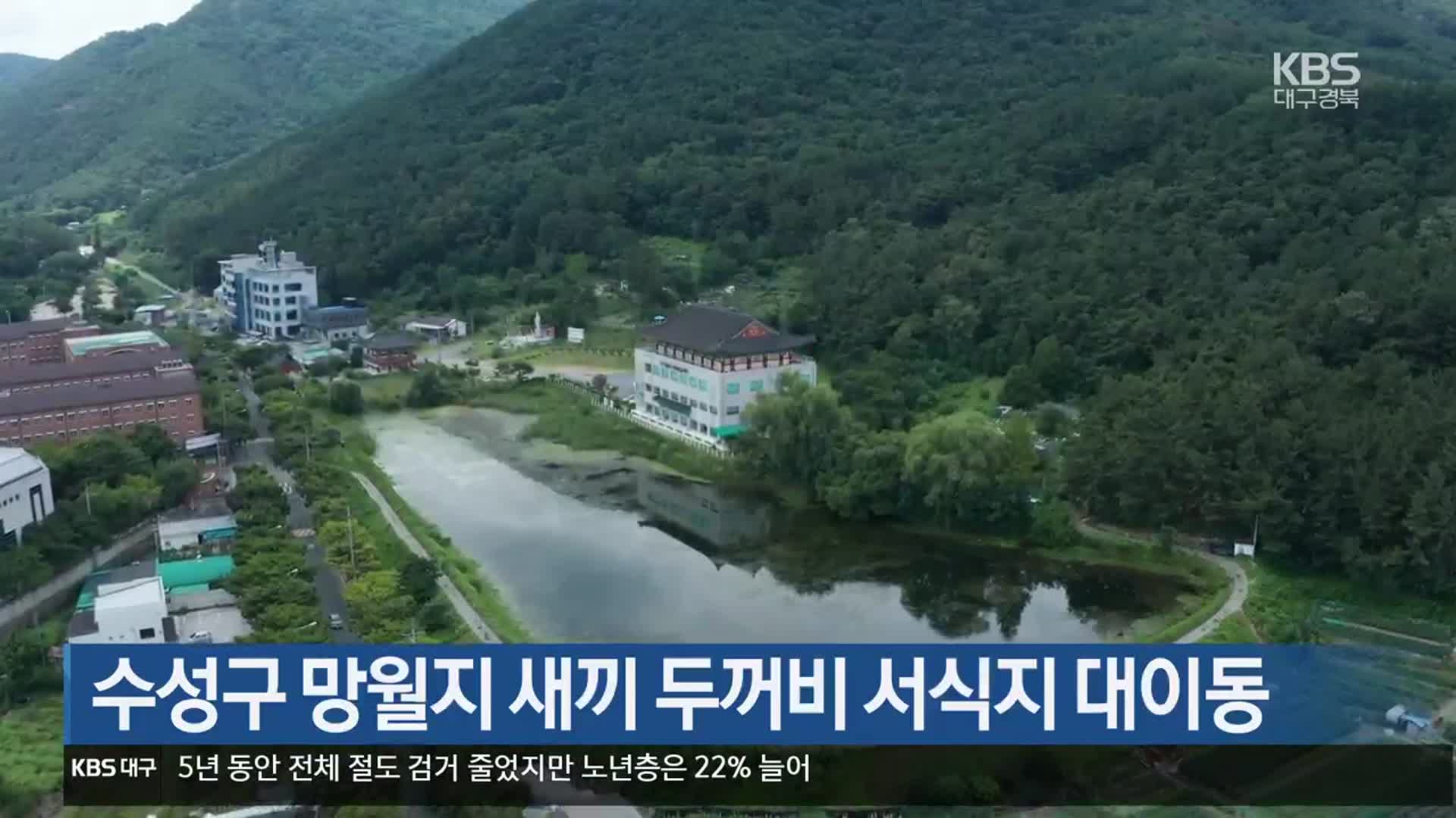 수성구 망월지 새끼 두꺼비 서식지 대이동