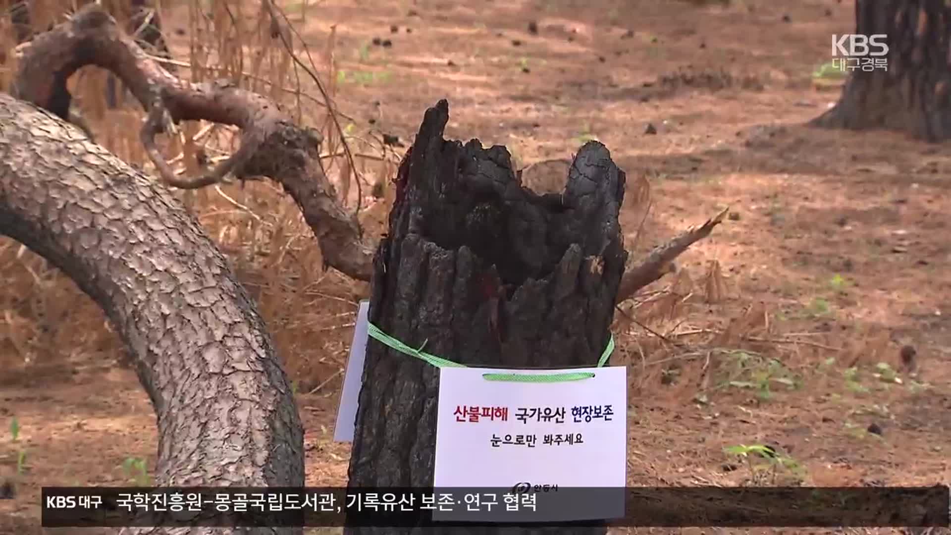 “불타도 못 베”…명승·천연기념물 방재 대책 시급