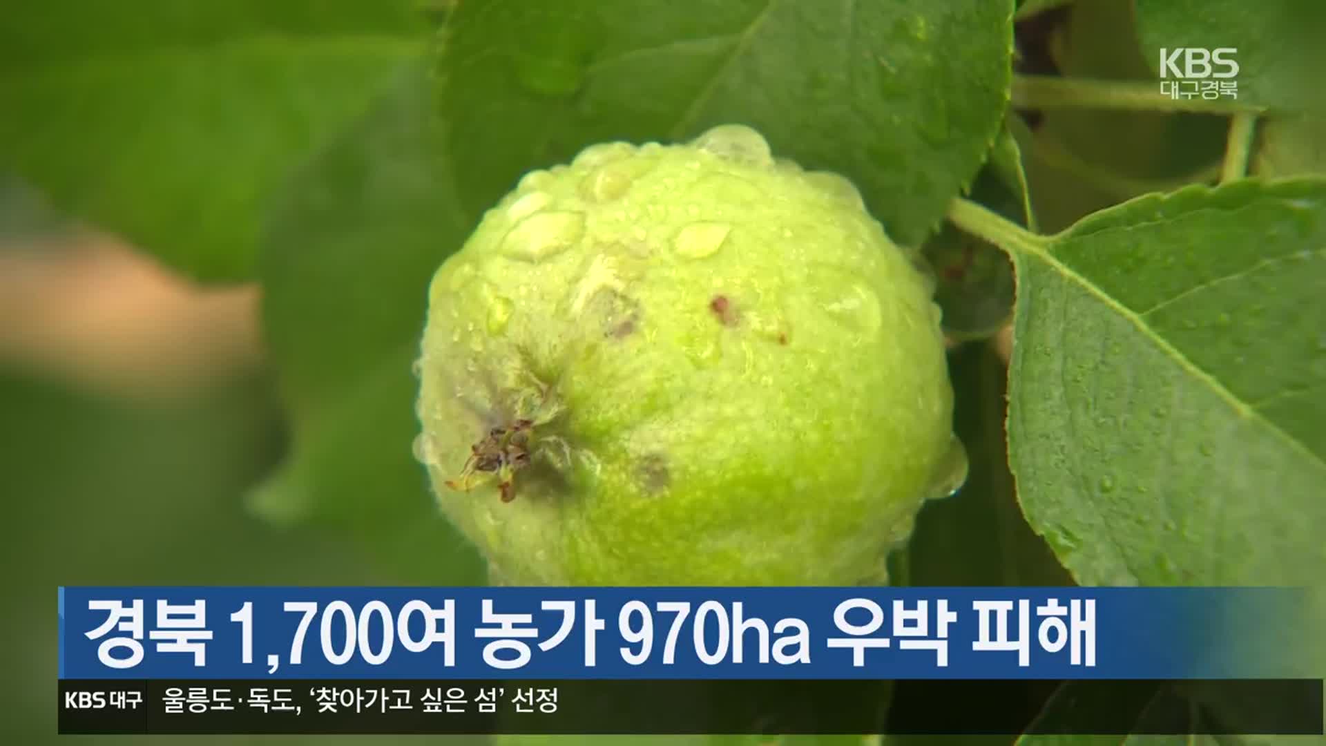 경북 1,700여 농가 970ha 우박 피해
