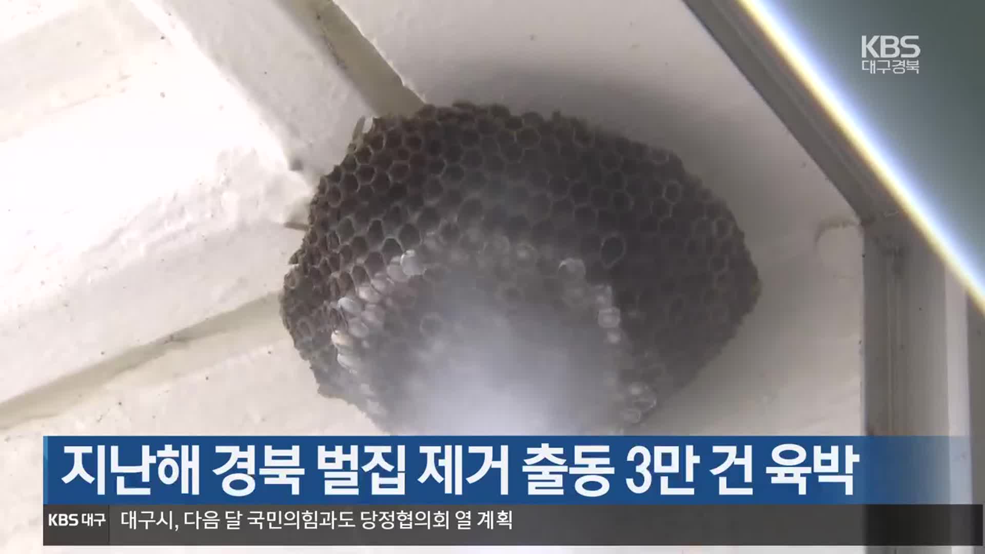 지난해 경북 벌집 제거 출동 3만 건 육박