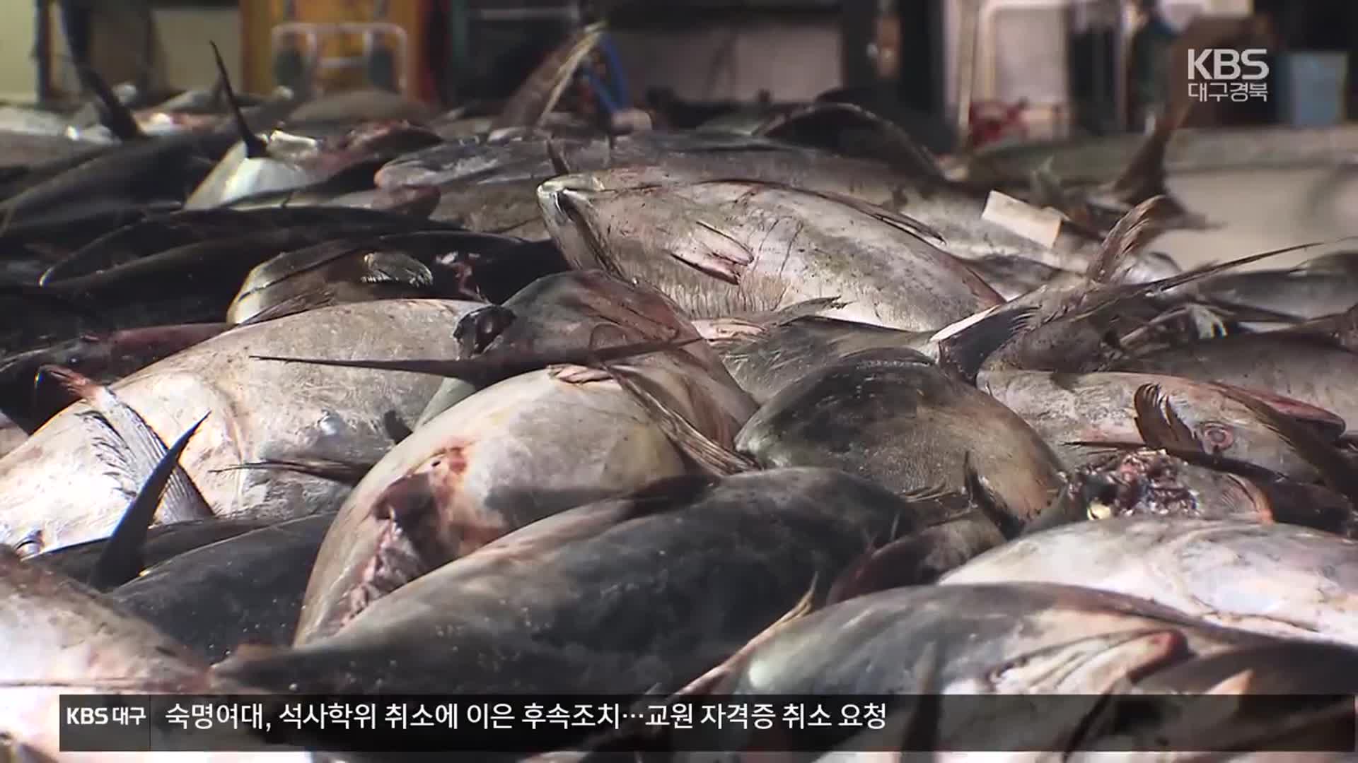 ‘버려지는 로또’…“참다랑어 어획량 늘려야”