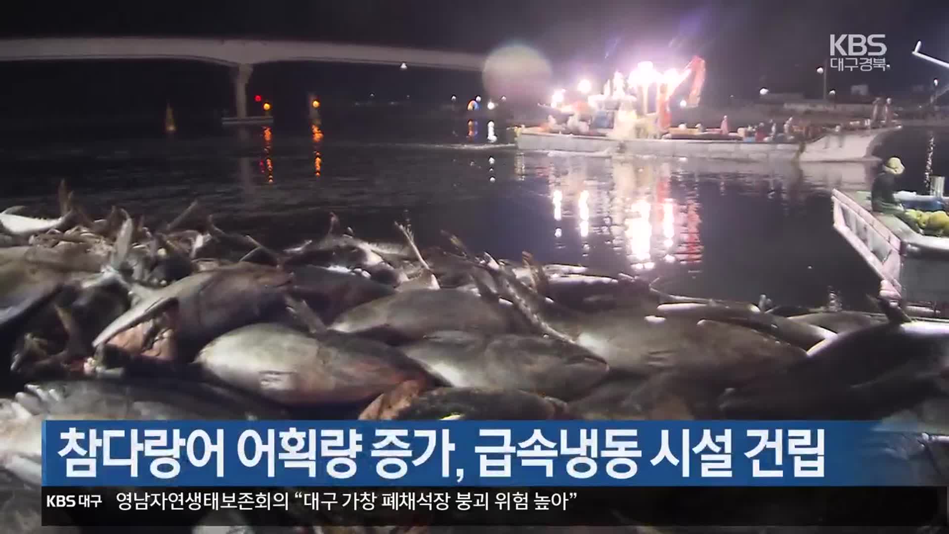 [여기는 포항] 참다랑어 어획량 증가, 급속냉동 시설 건립 외
