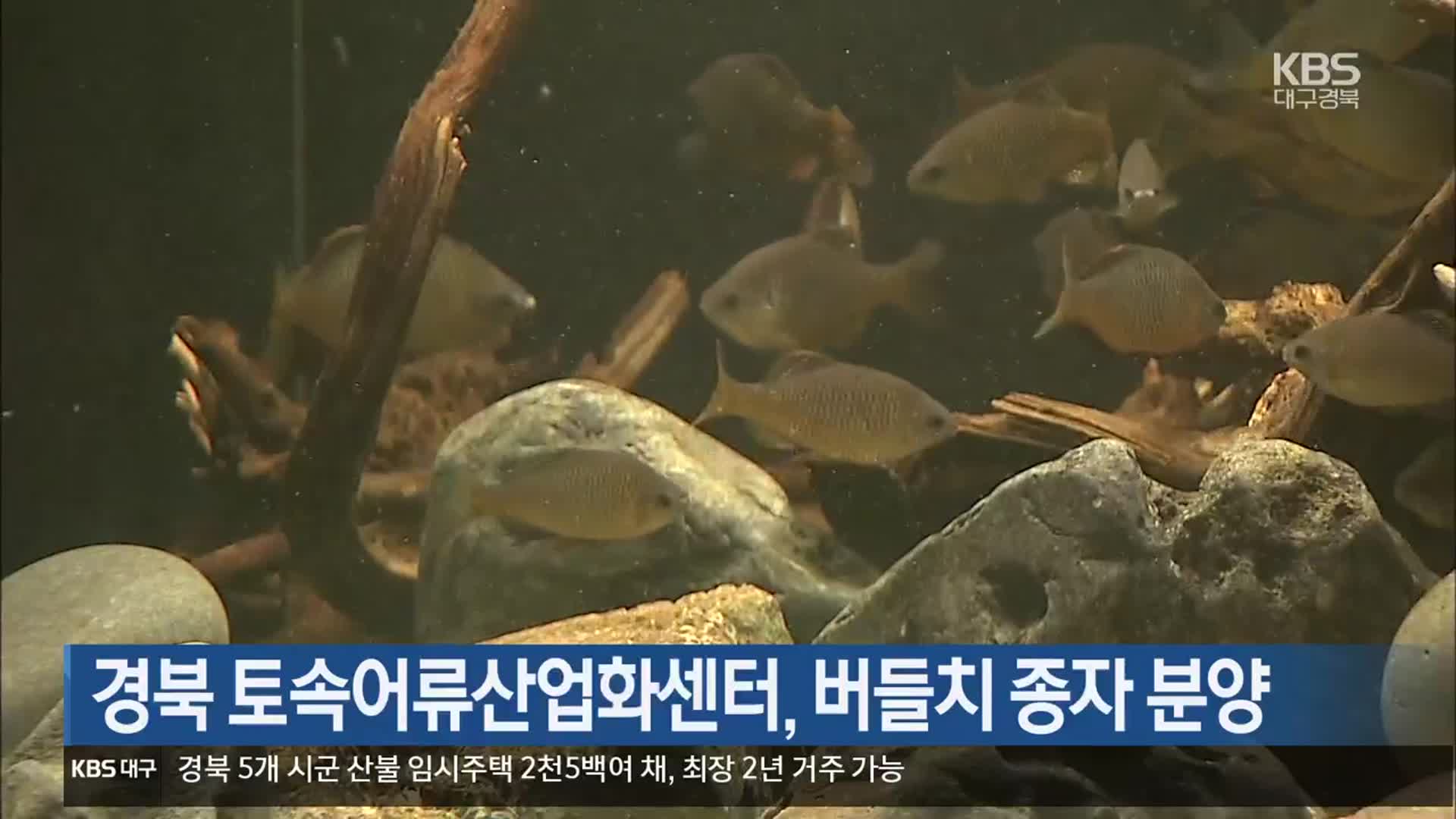 경북 토속어류산업화센터, 버들치 종자 분양