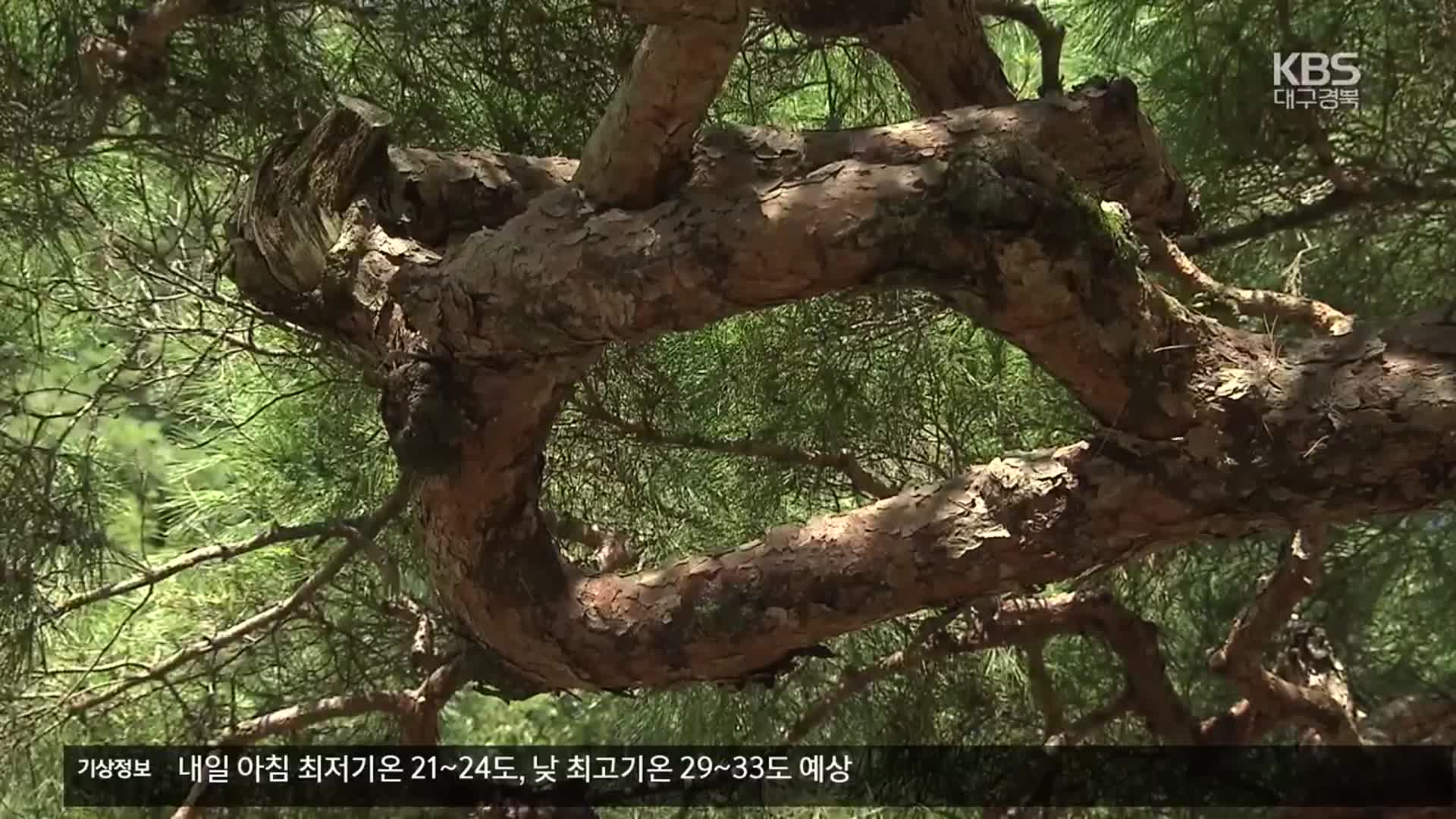 80년 전 기쁨 고스란히…‘광복 소나무’ 재조명