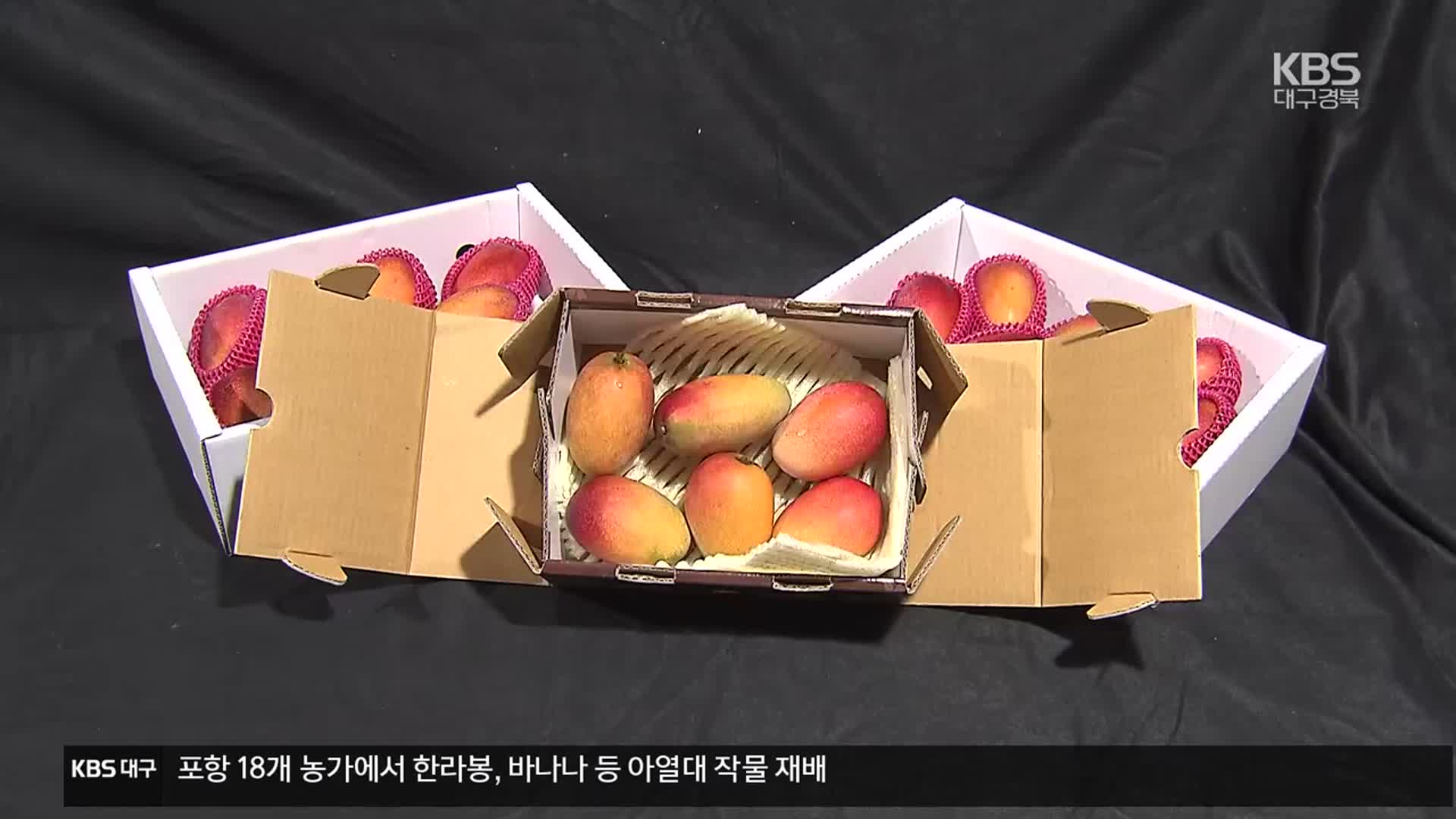 이상 기후 가속화…아열대 작물 전환 ‘속도’